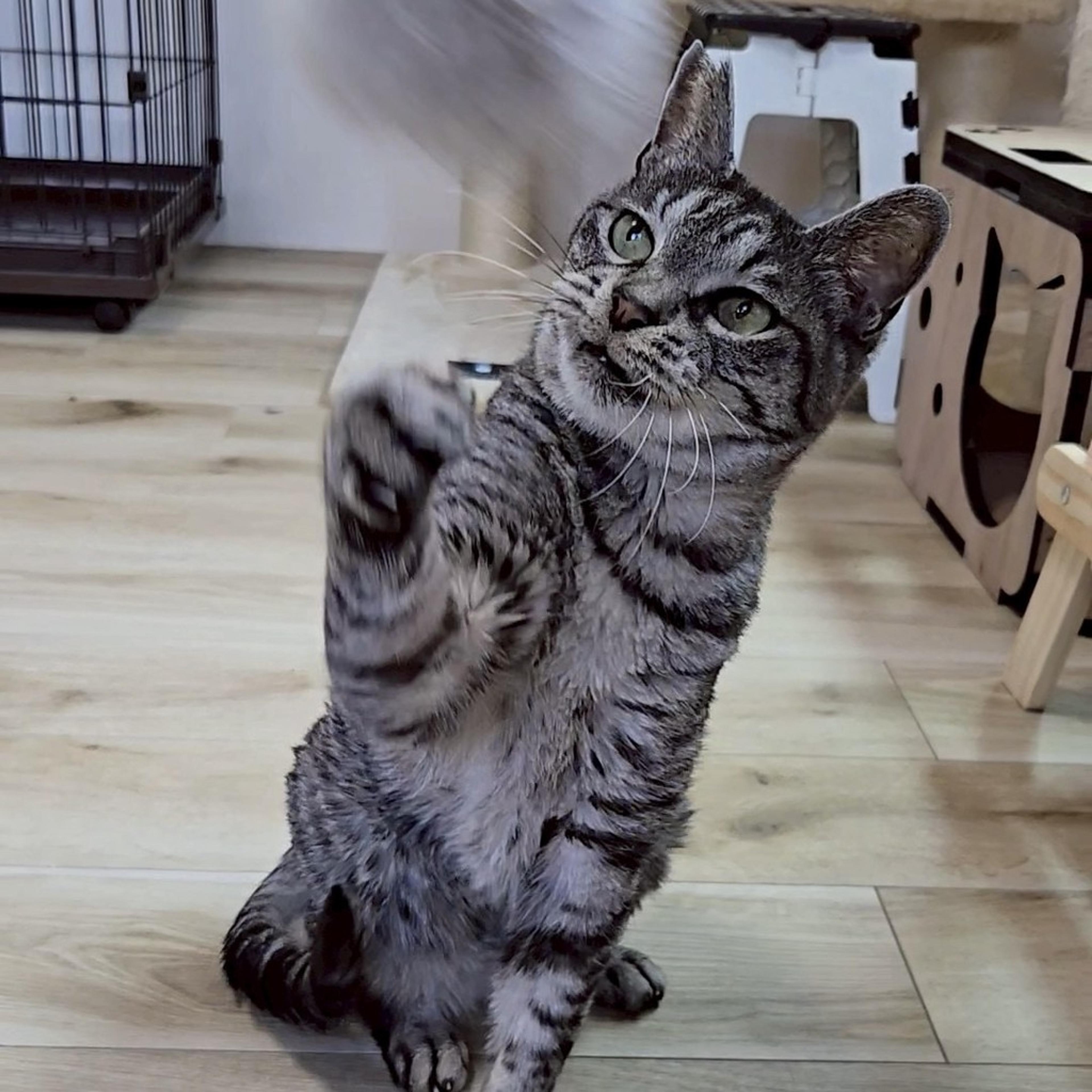 pet-image-5