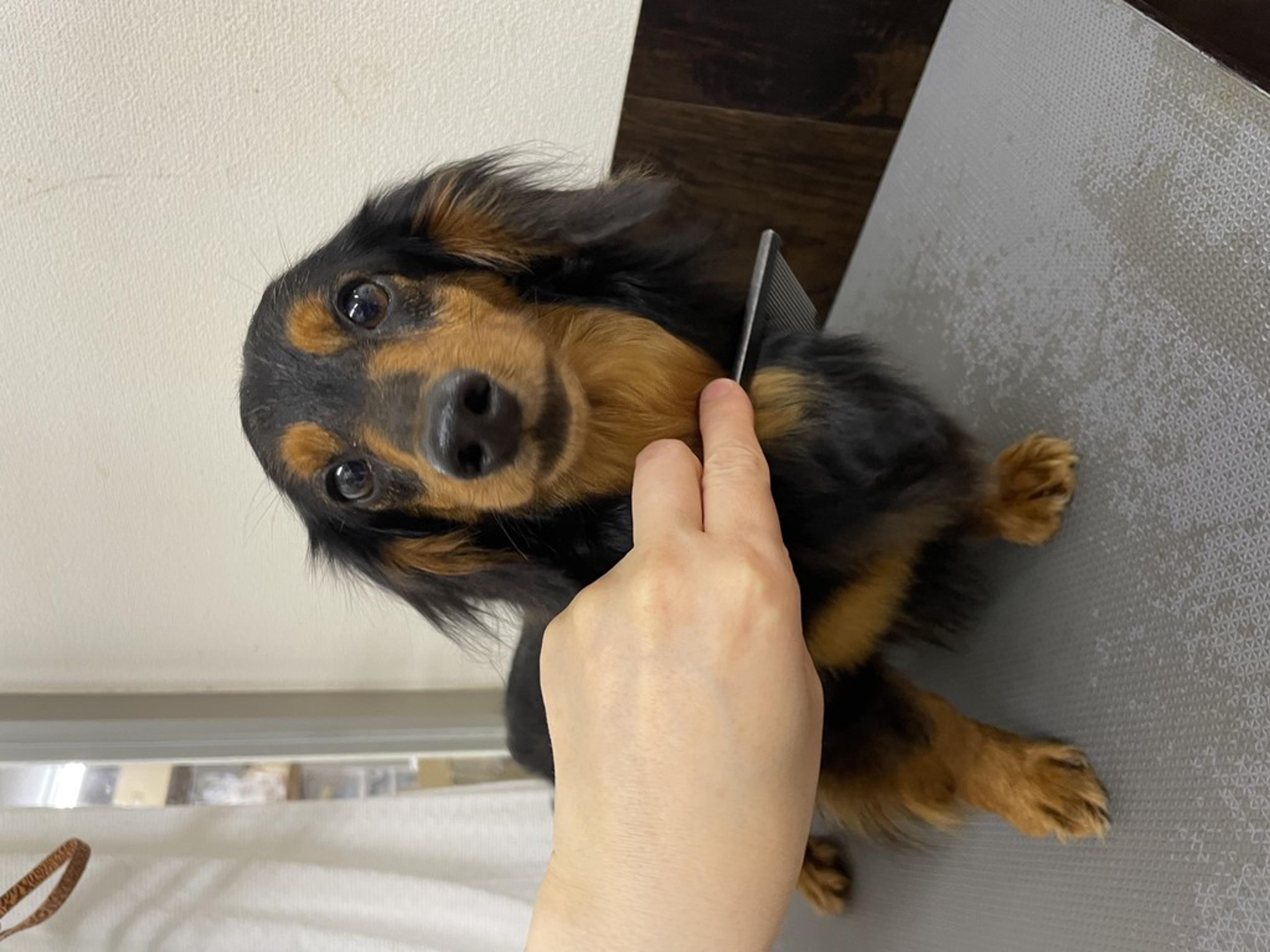 pet-image-2