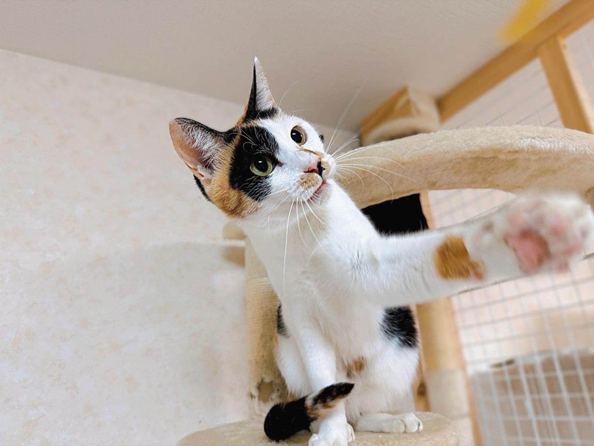 pet-image-4