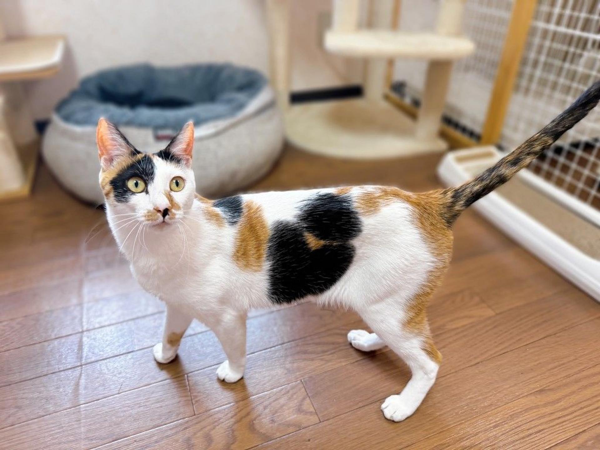pet-image-2