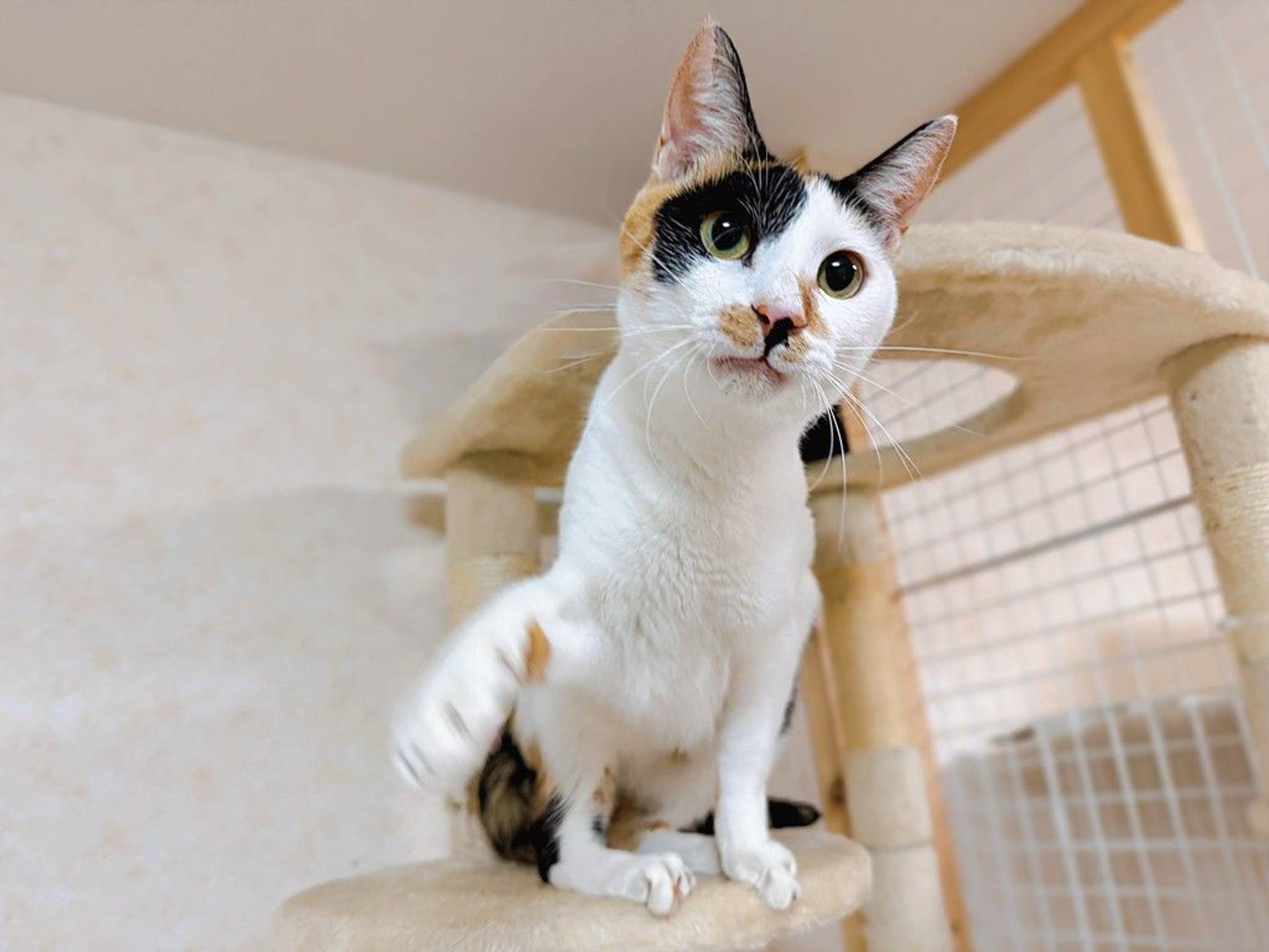 雑種（ミックス猫）・メスの里親募集の写真