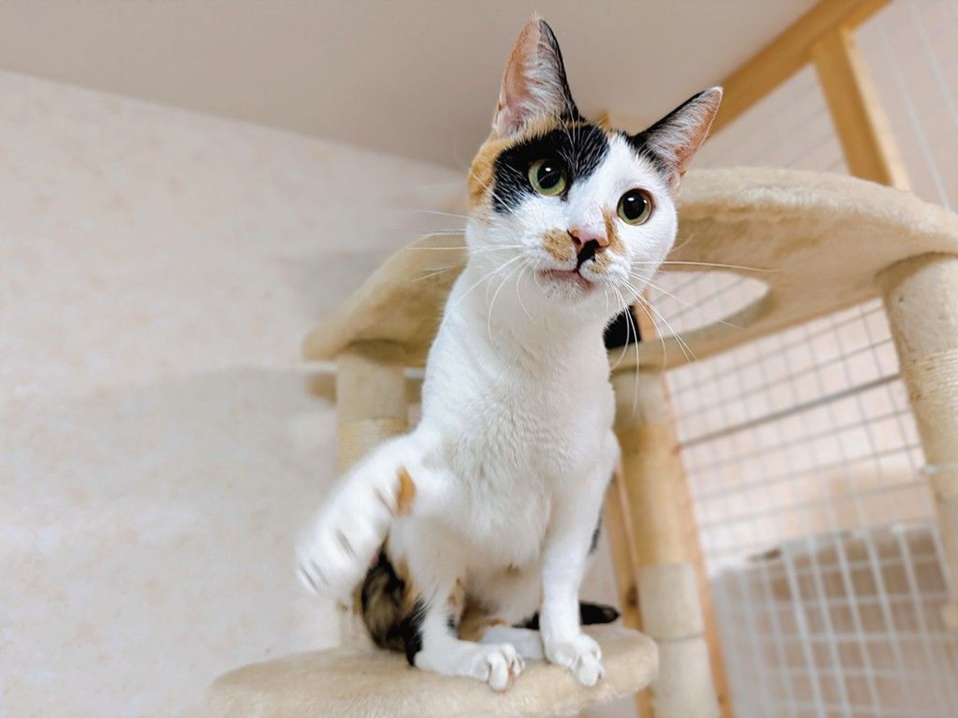 雑種（ミックス猫）・メスの里親募集の写真