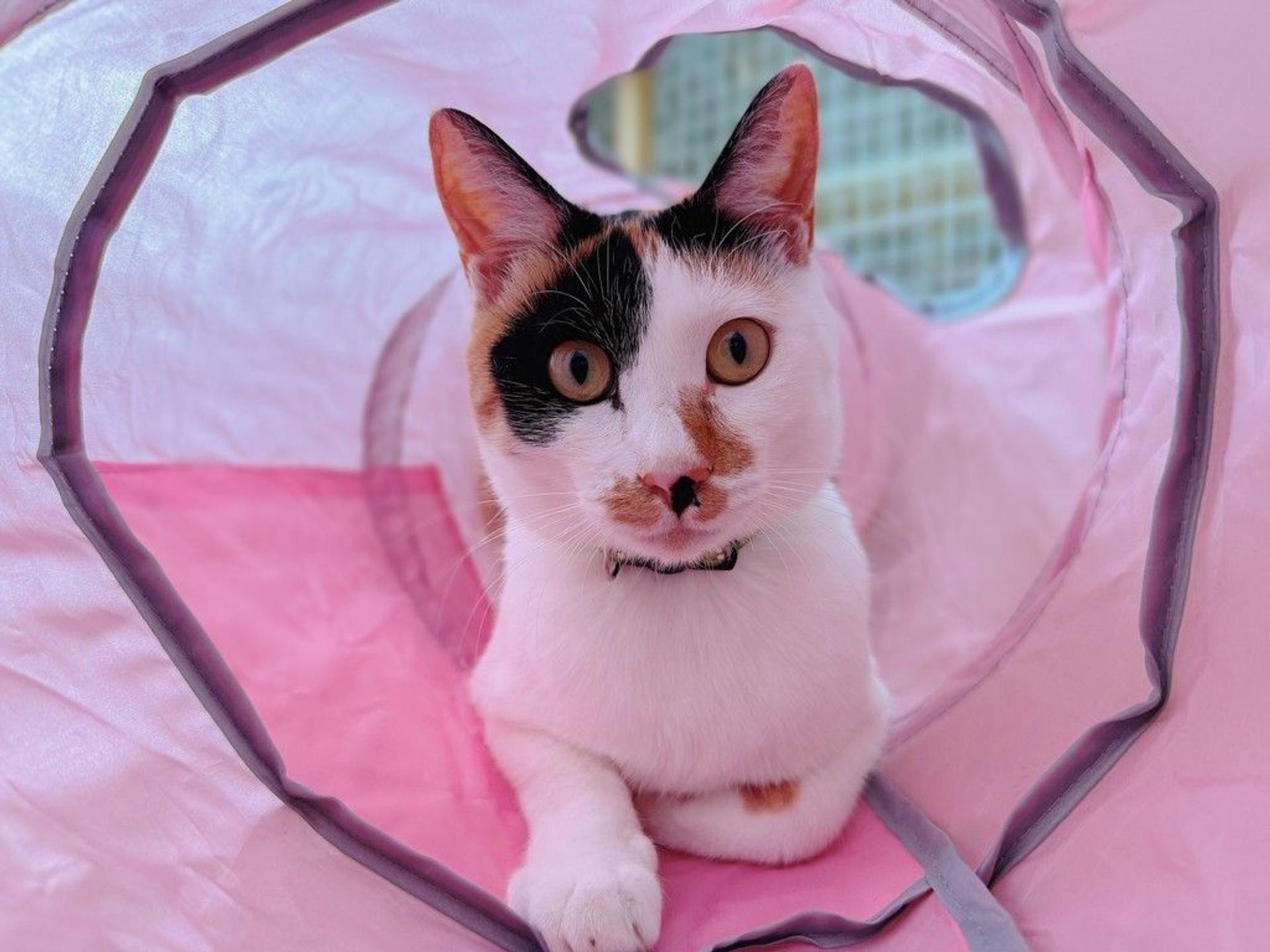 pet-image-8
