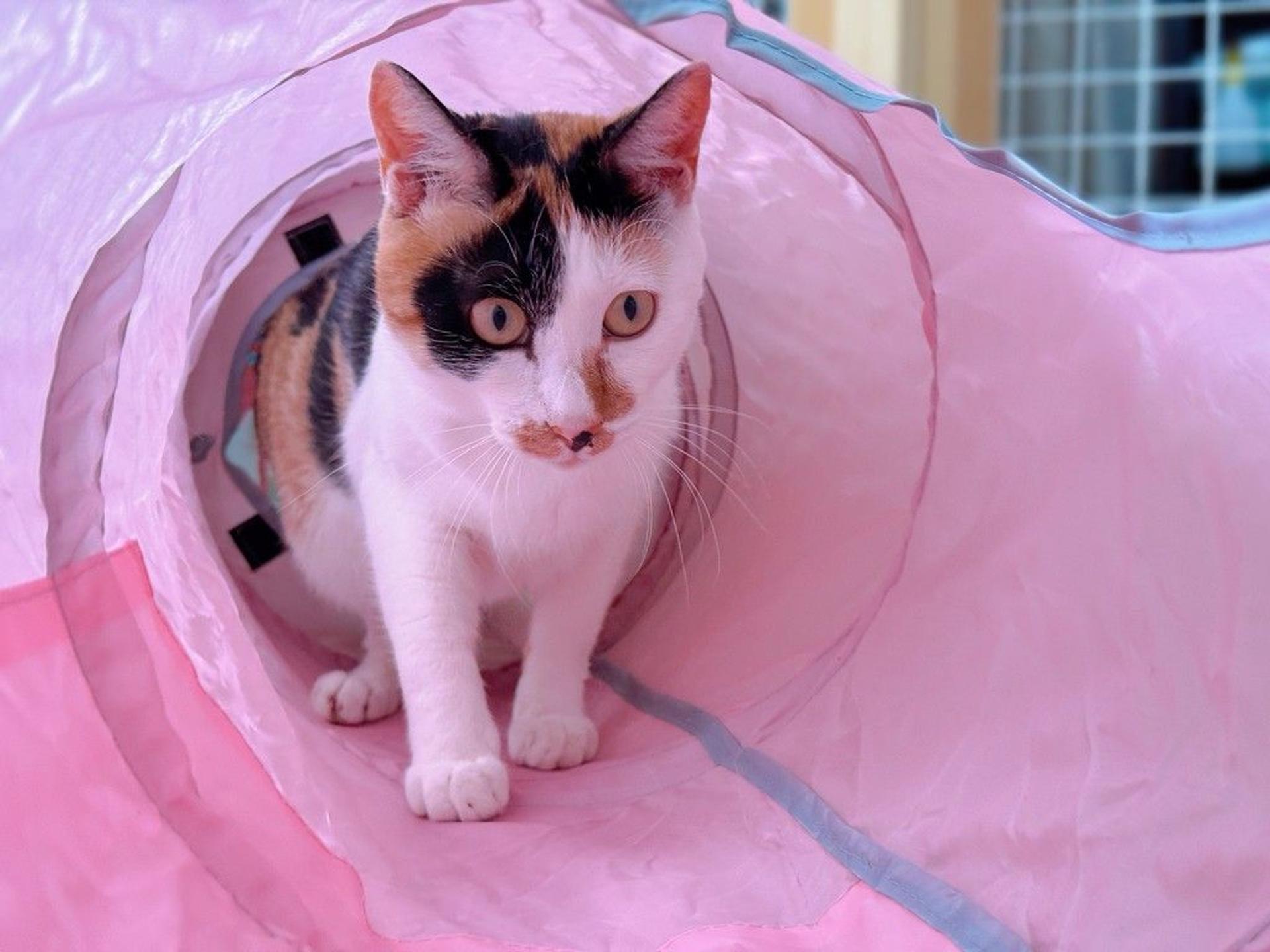 pet-image-9
