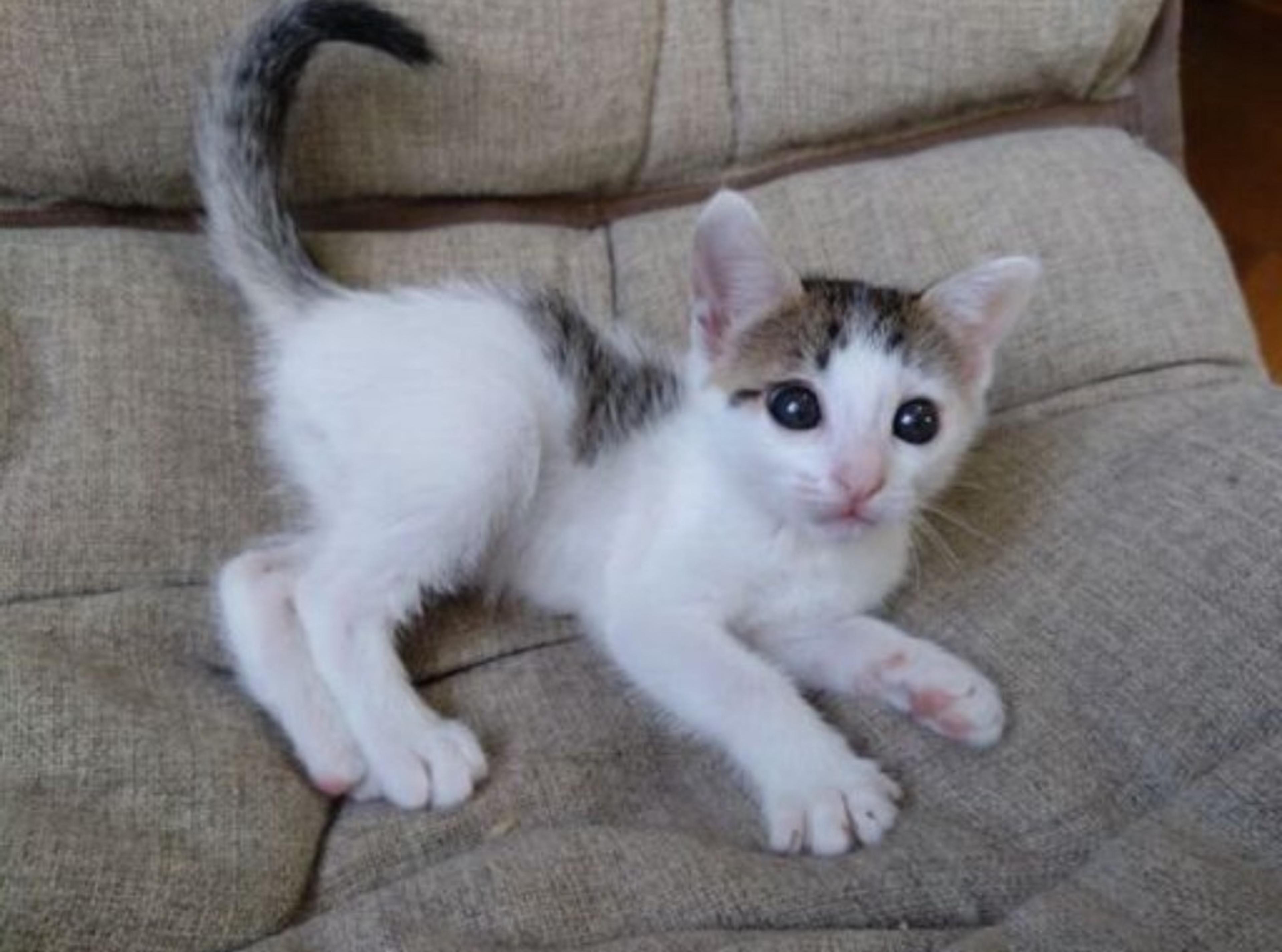 pet-image-2