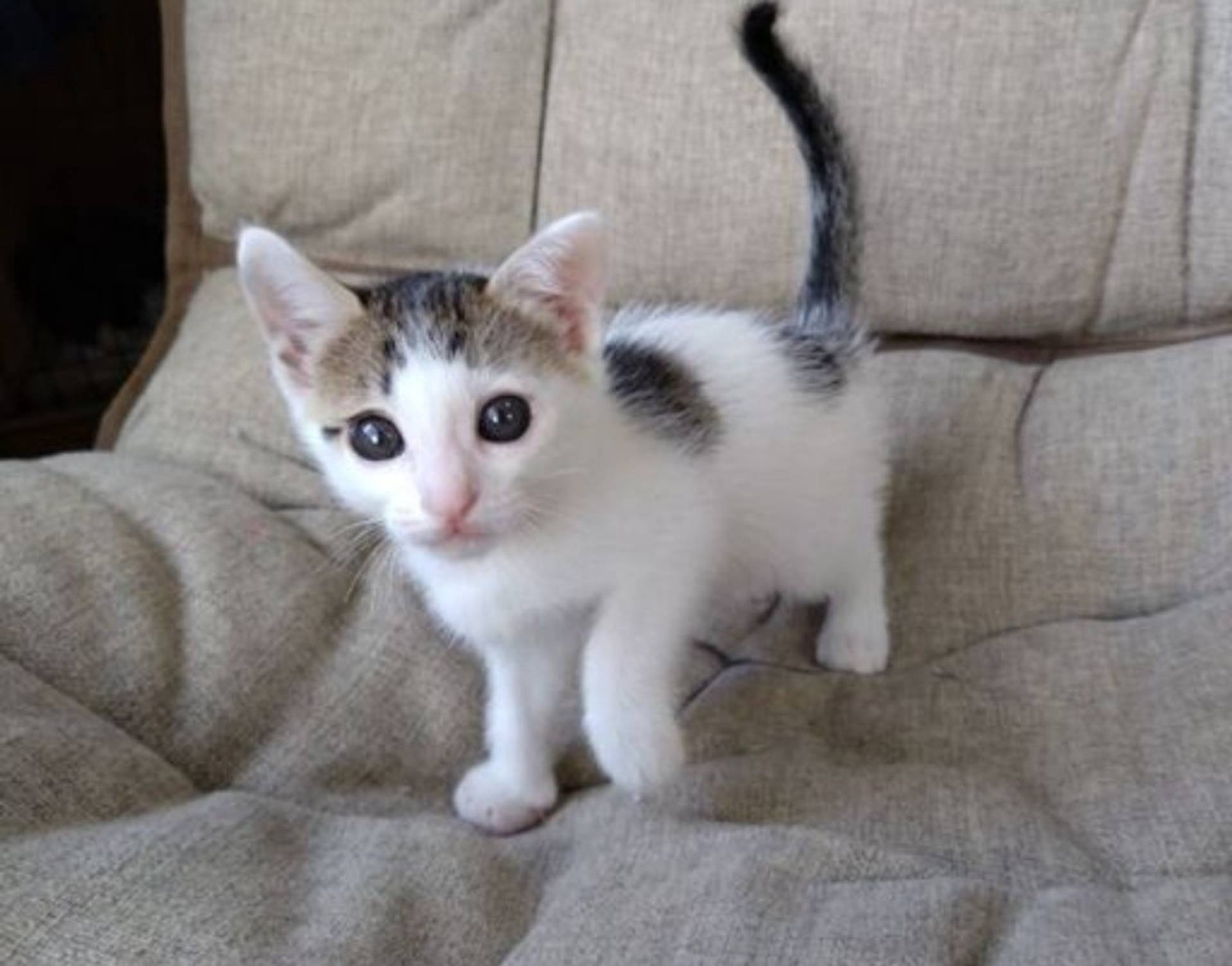 雑種（ミックス猫）・メスの里親募集の写真