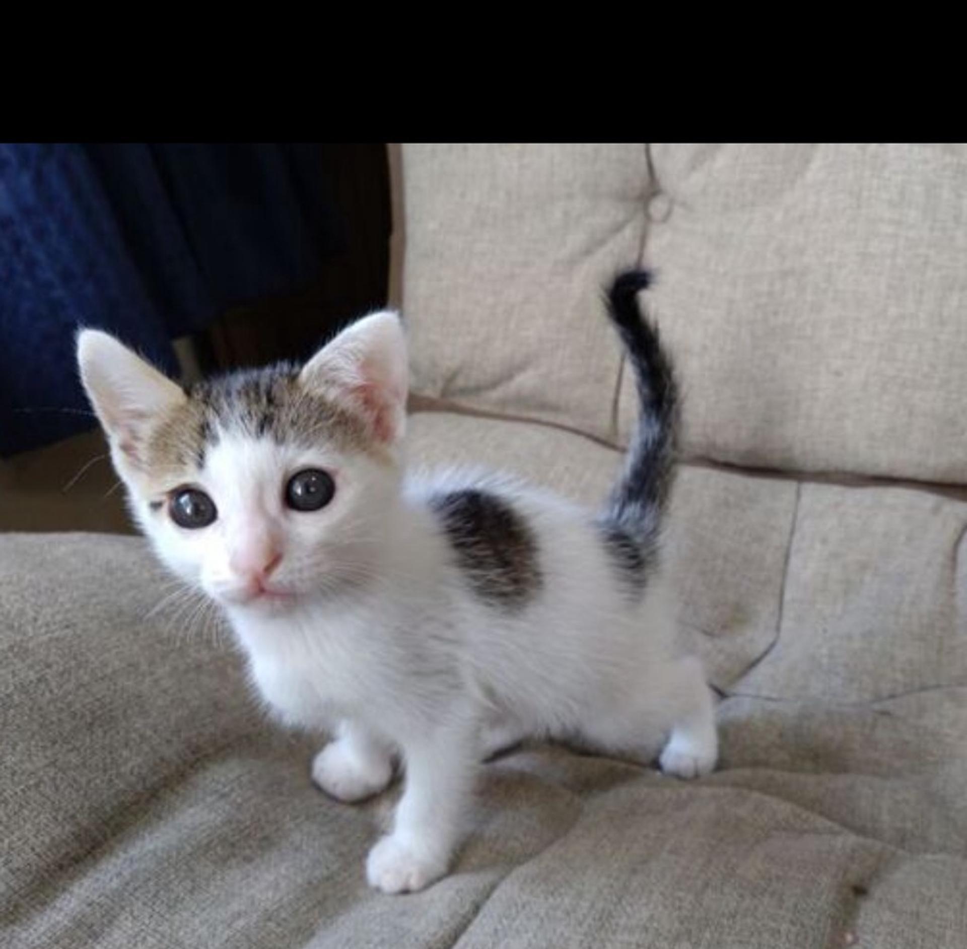 pet-image-5
