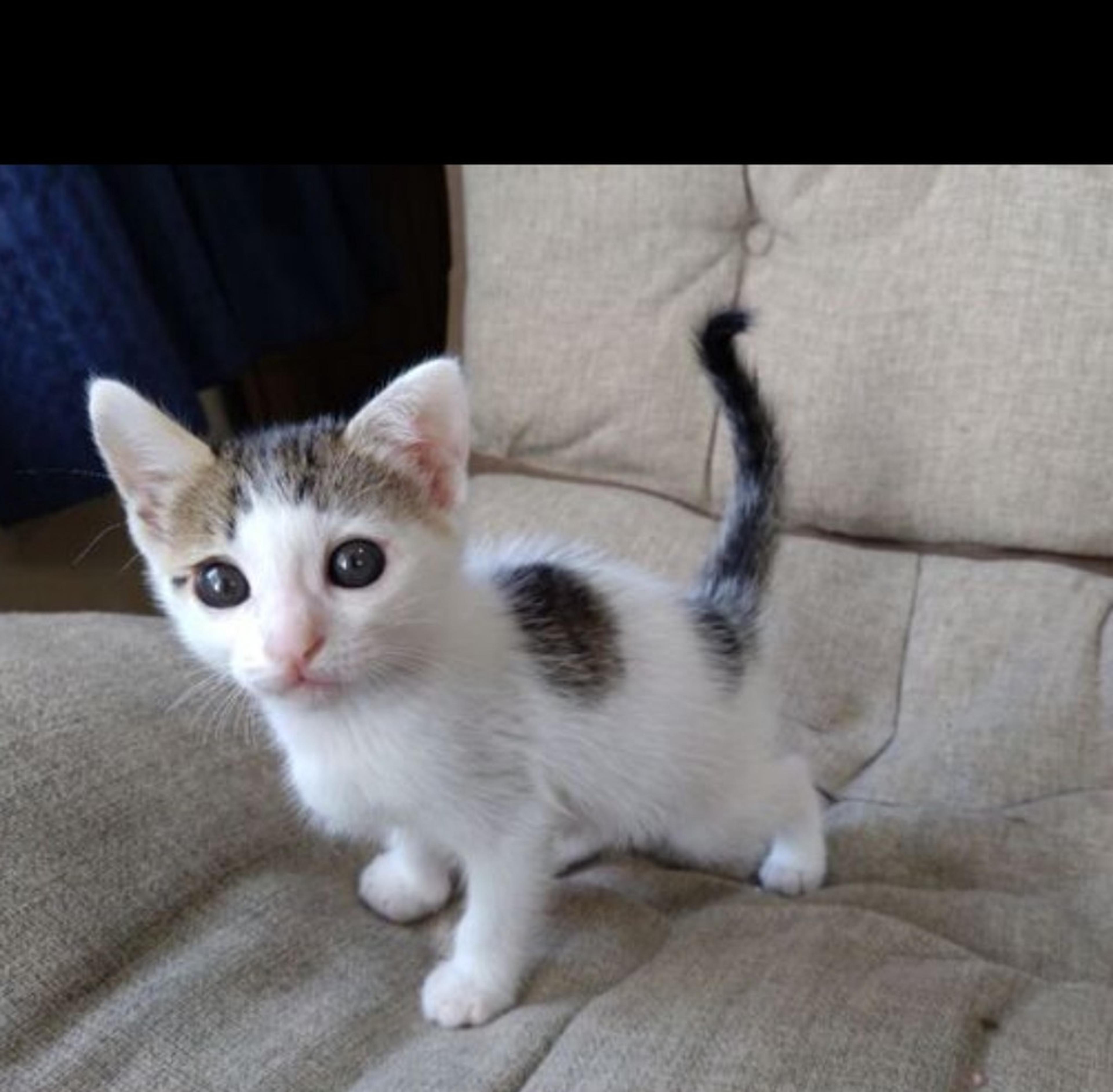 pet-image-5