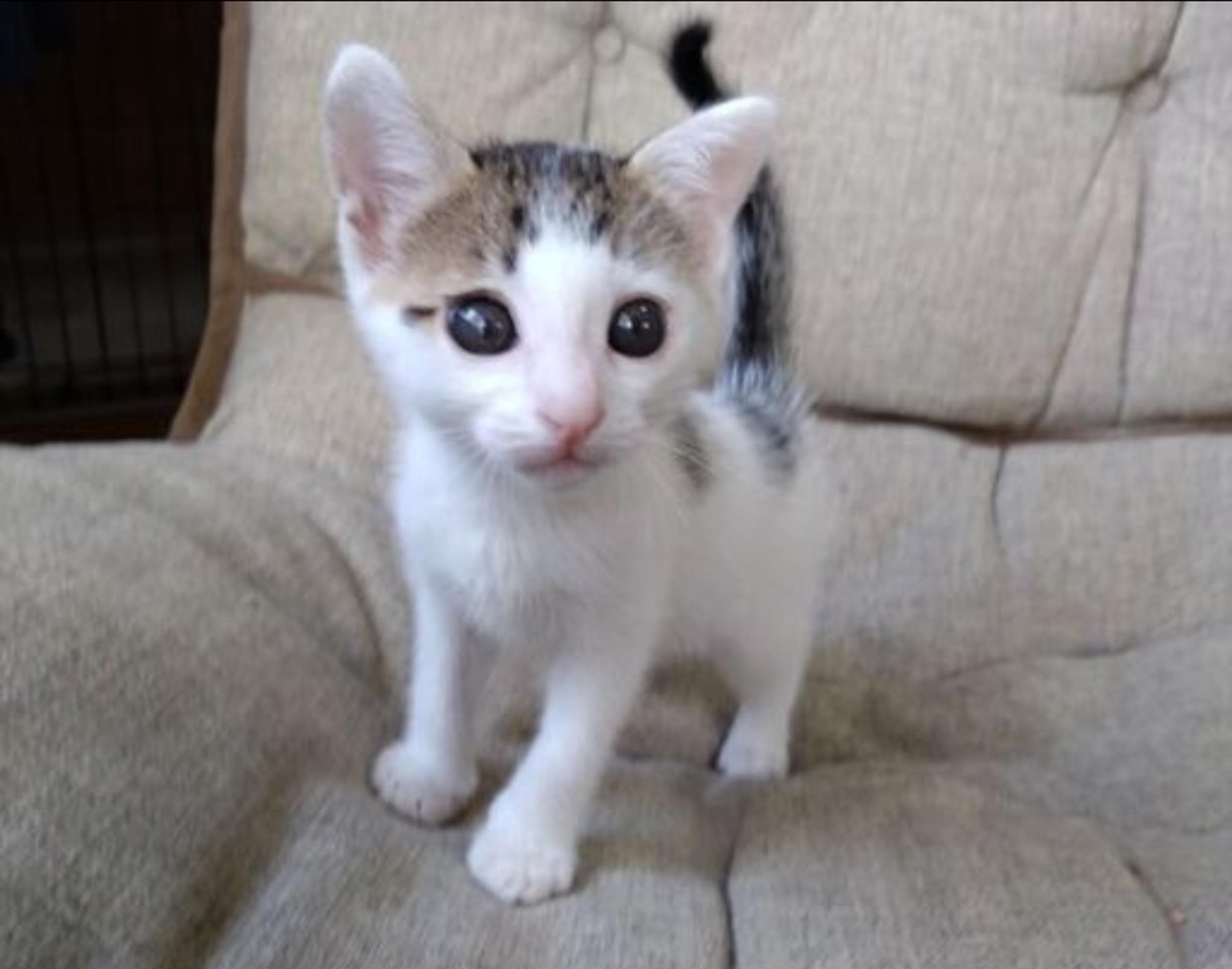 pet-image-4