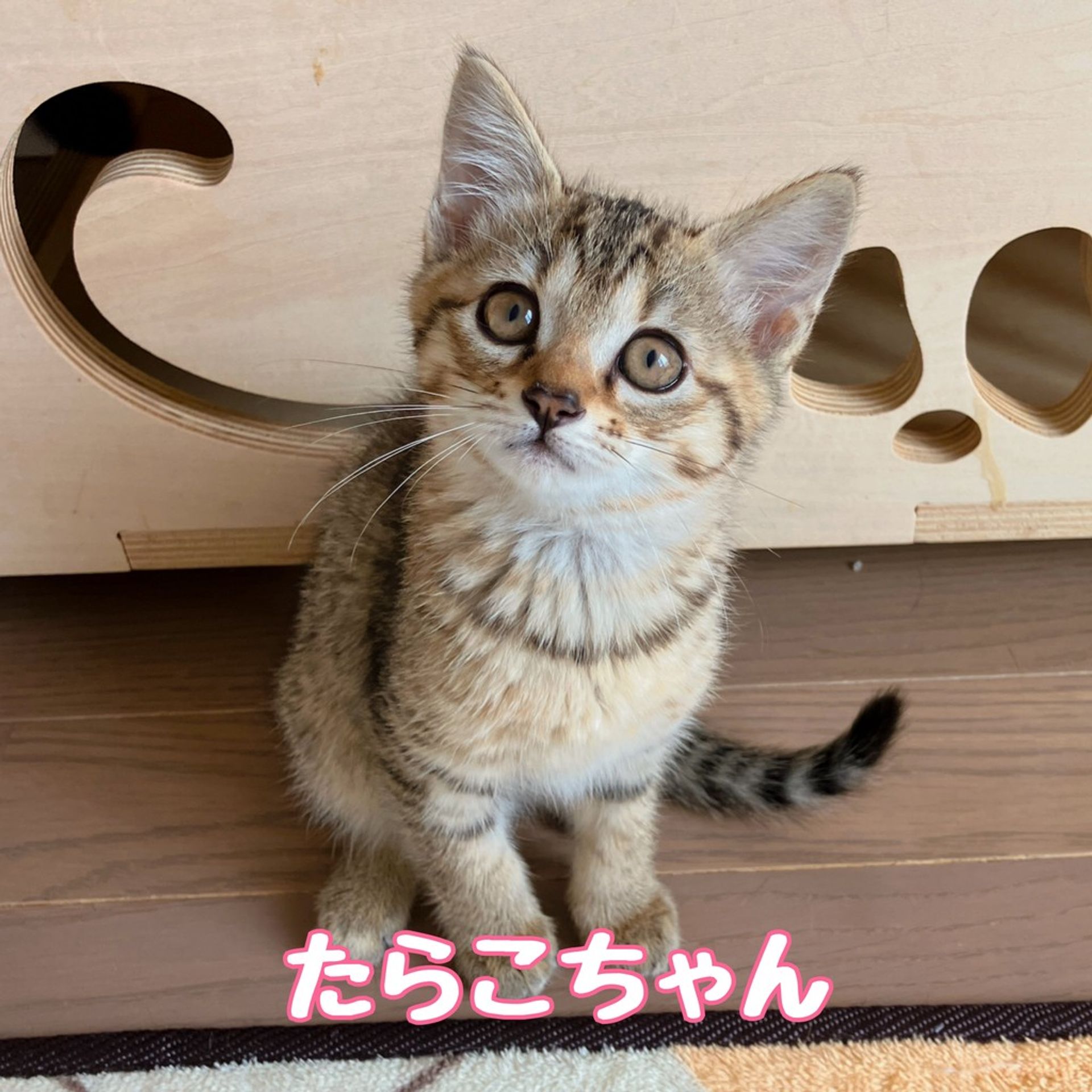 雑種（ミックス猫）・メスの里親募集の写真