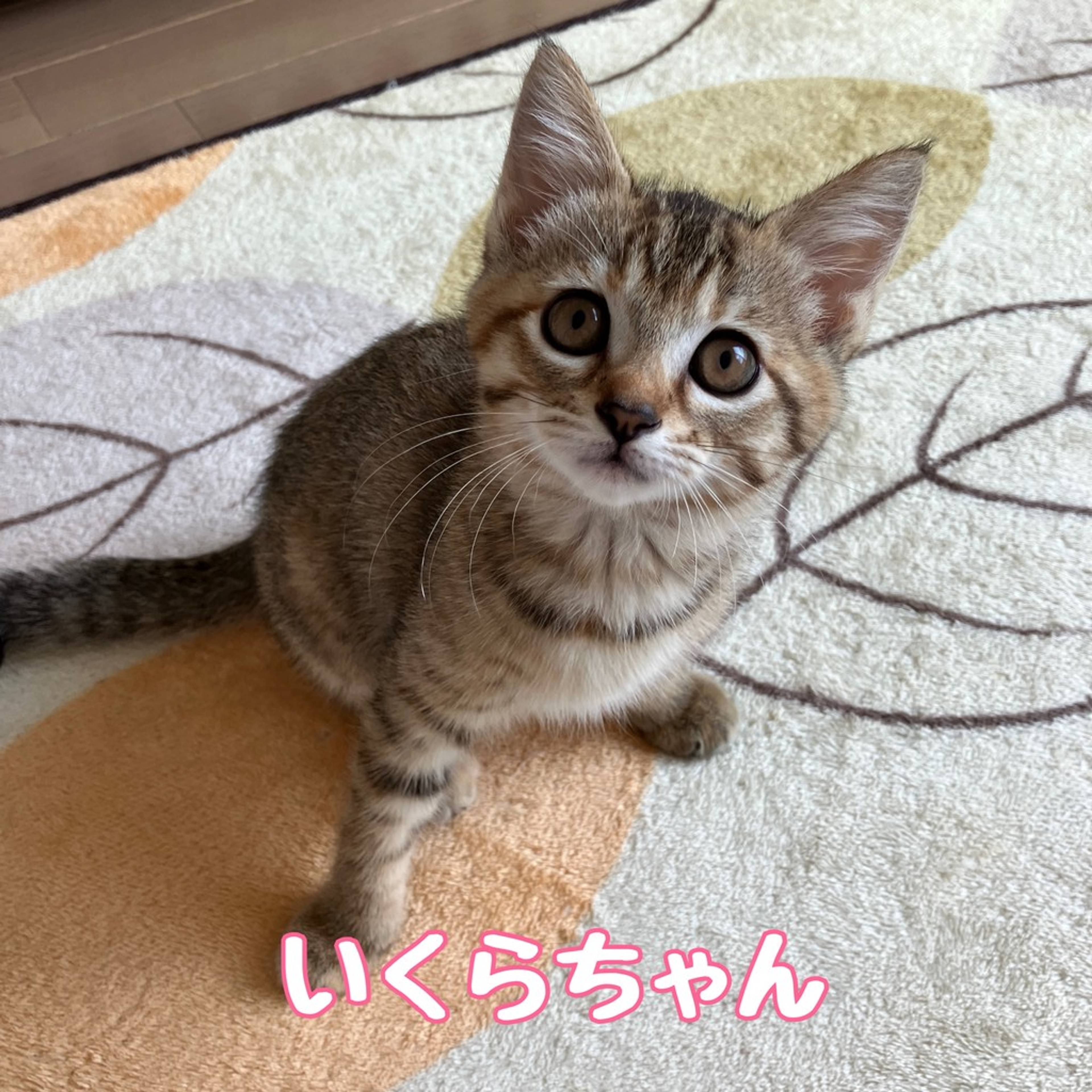 雑種（ミックス猫）・メスの里親募集の写真