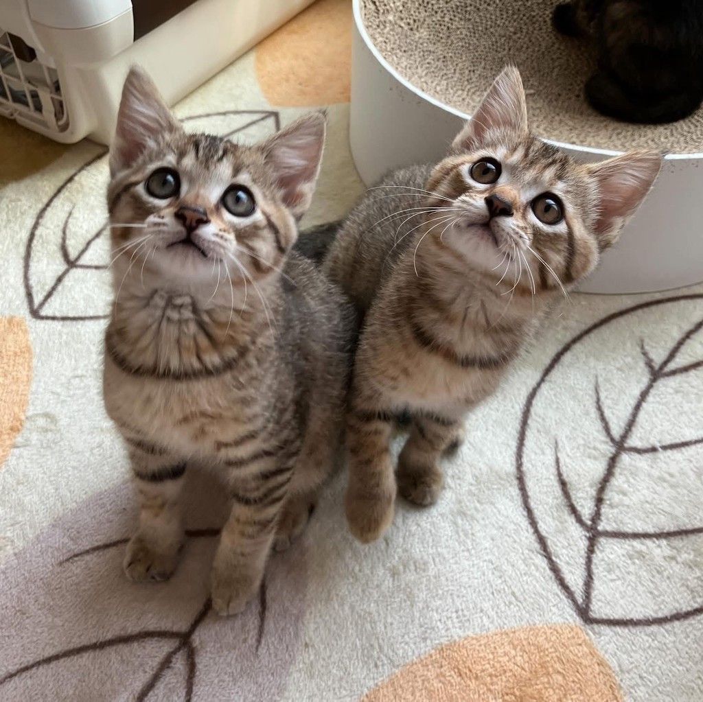 はたらきネコ 志本かずし on X: 