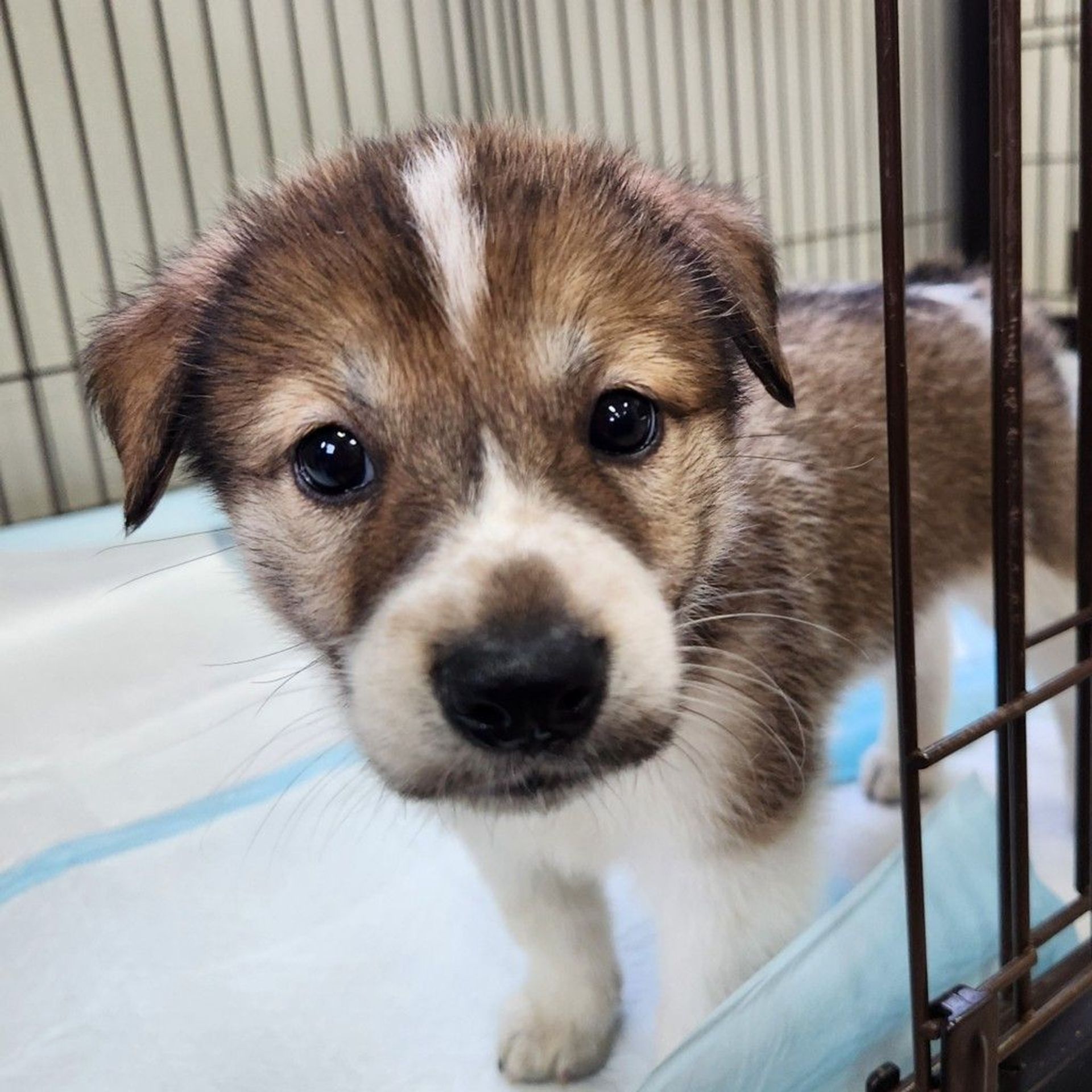 雑種（ミックス犬）・オスの里親募集の写真