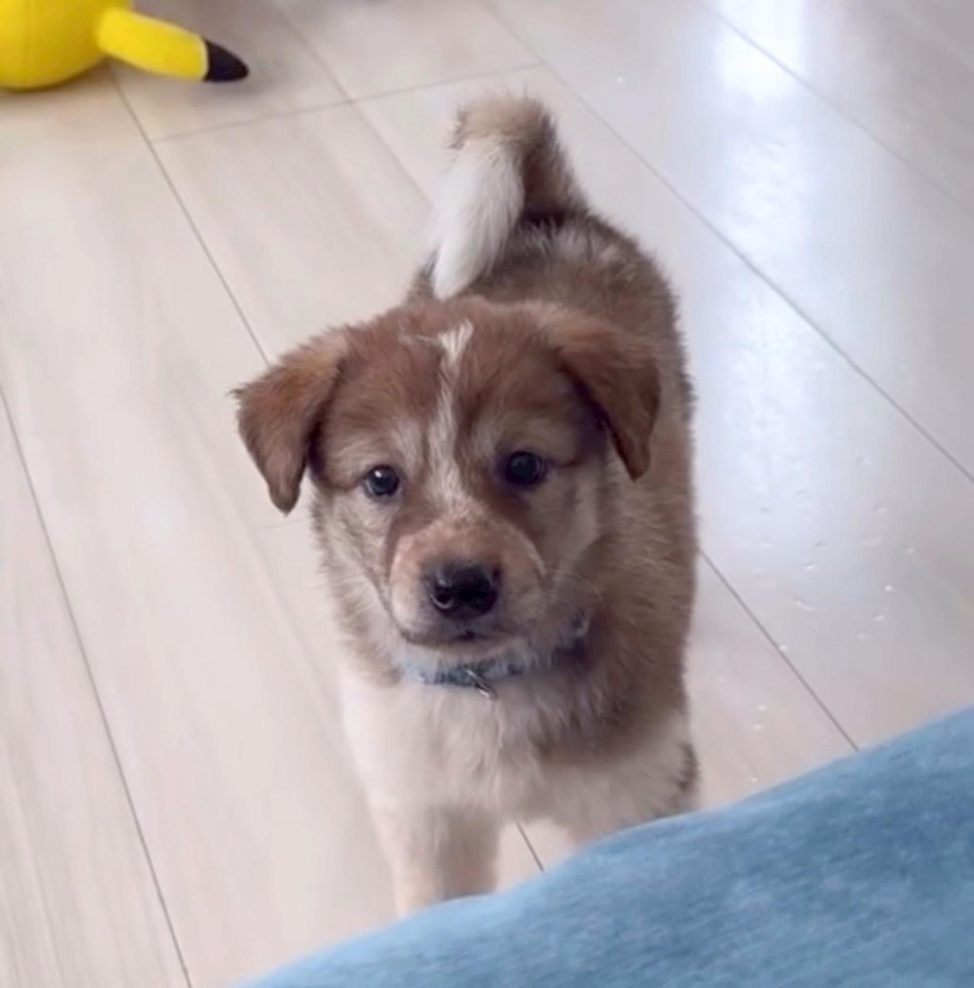 pet-image-4