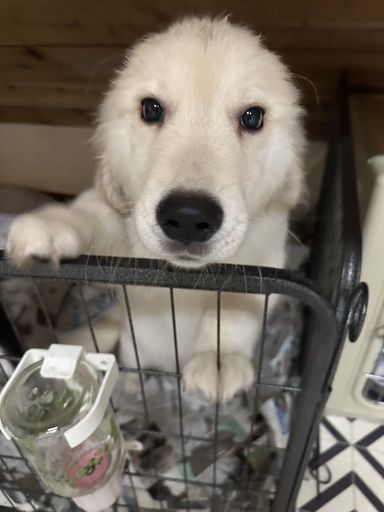 おもち