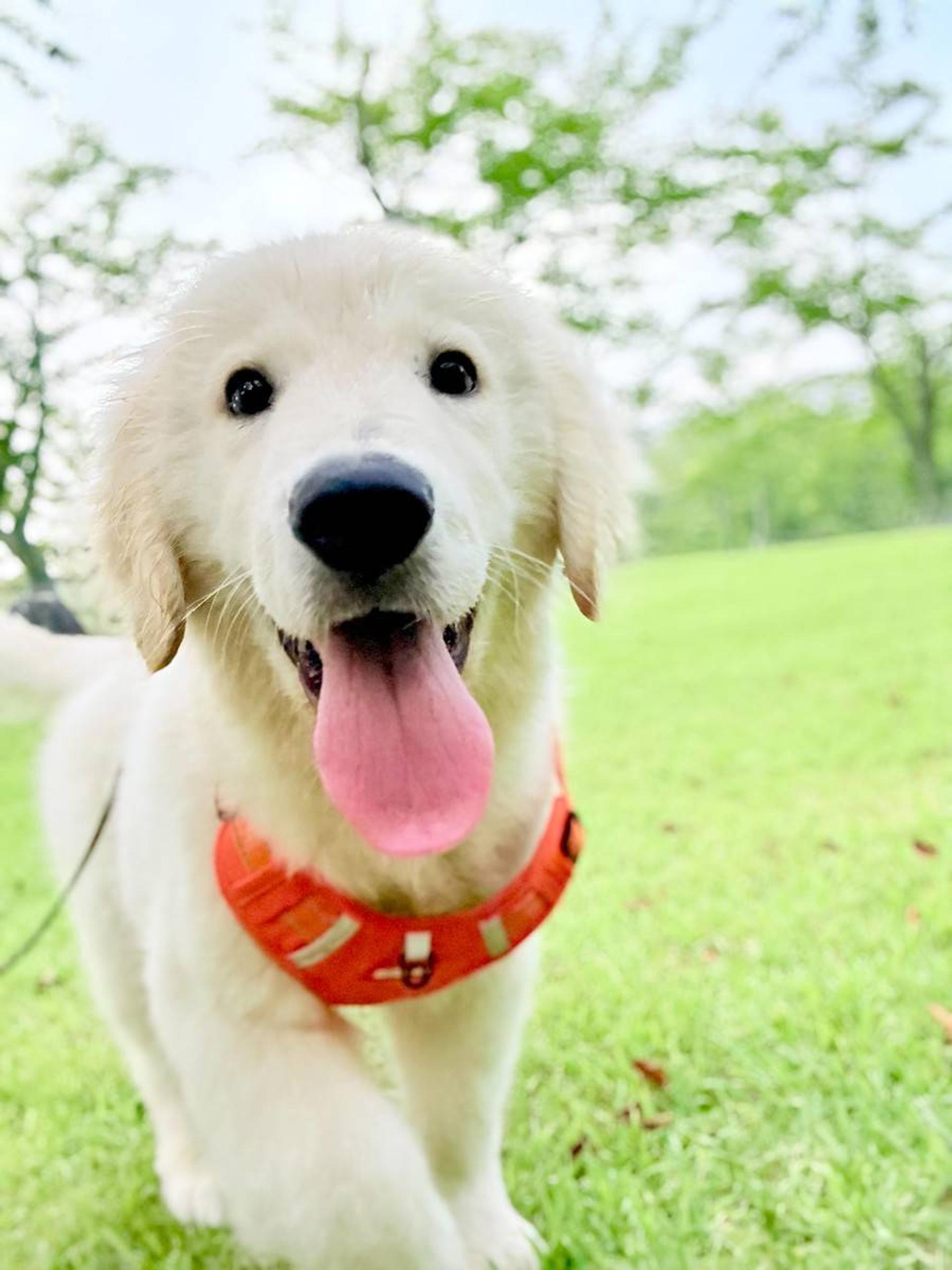 pet-image-4