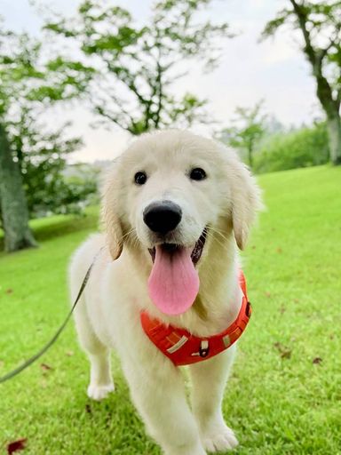 おもち