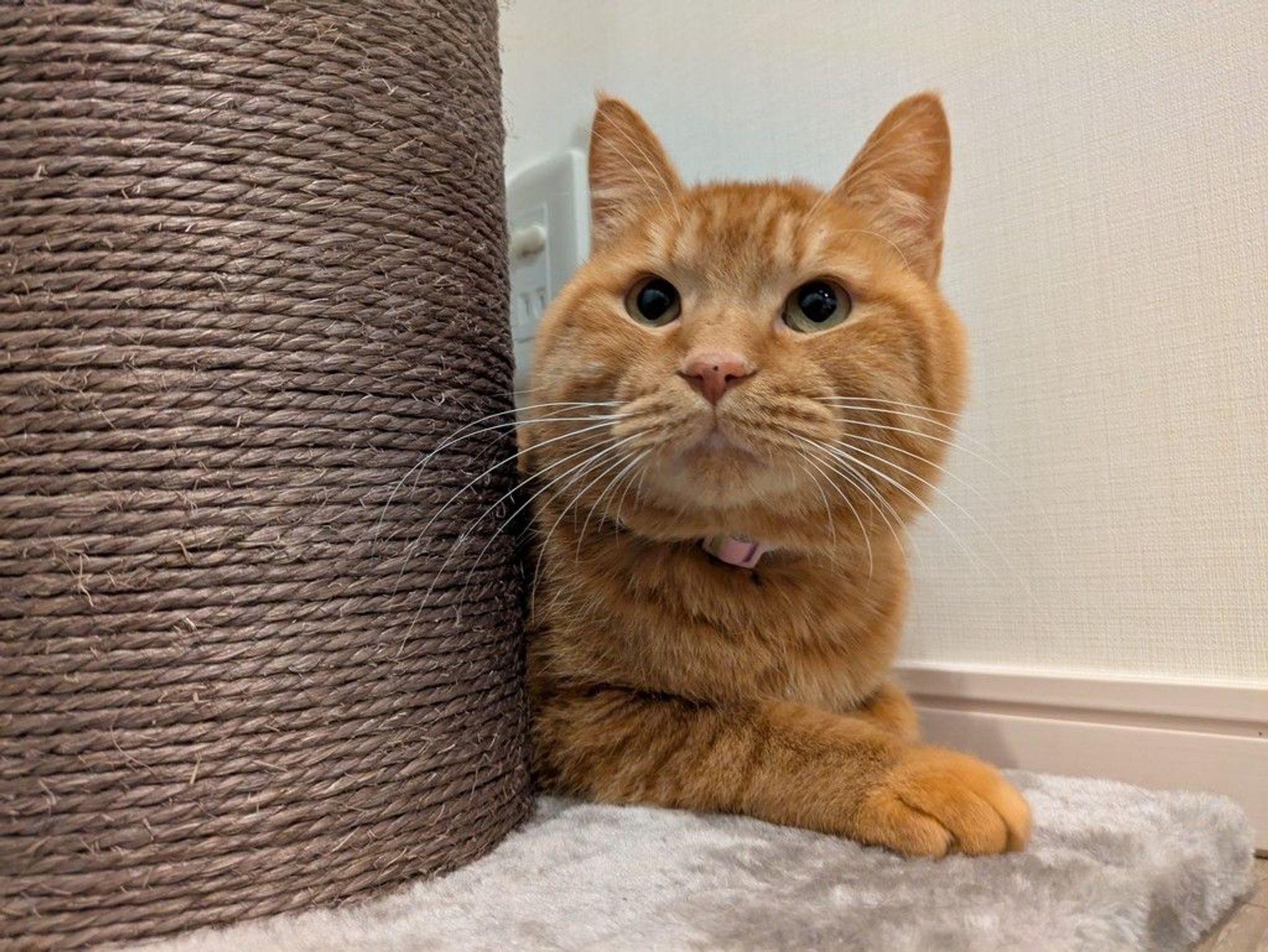 雑種（ミックス猫）・オスの里親募集の写真