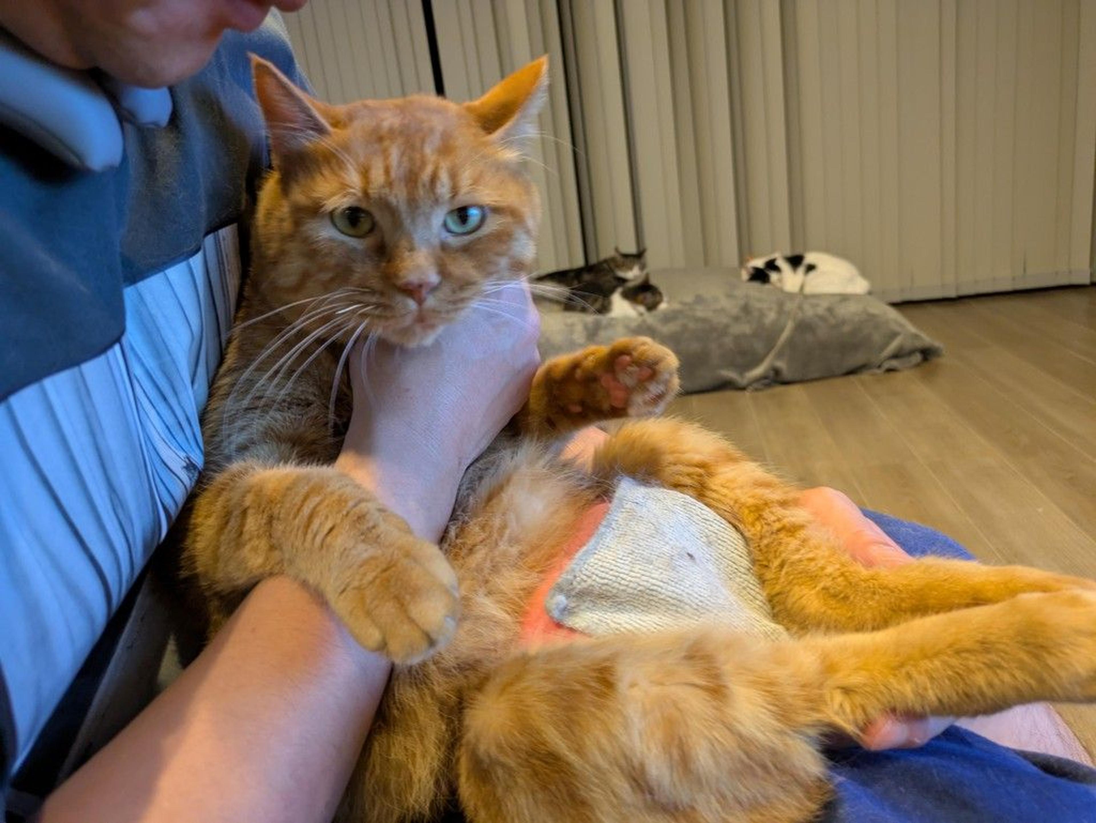 pet-image-2