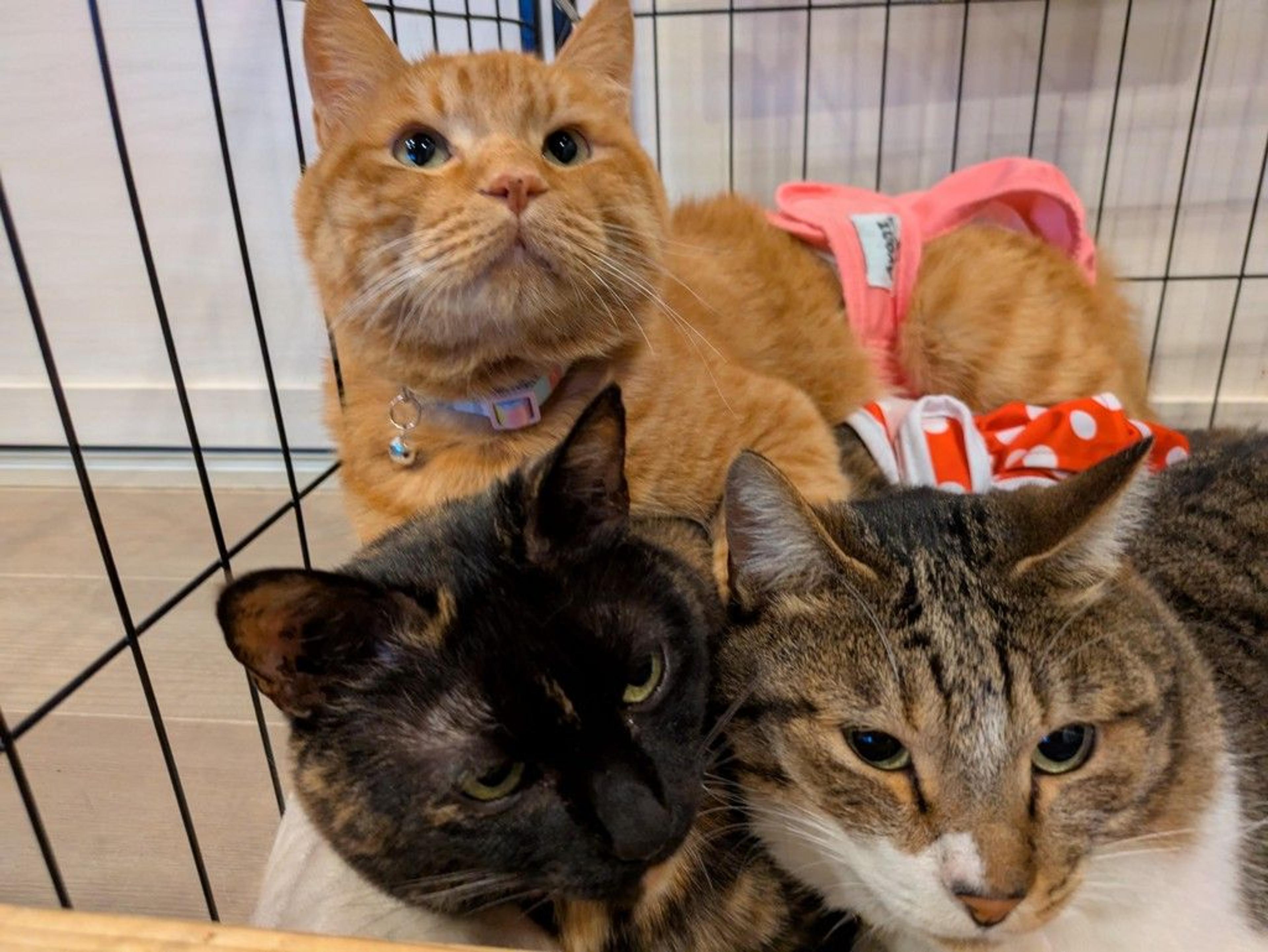 pet-image-3