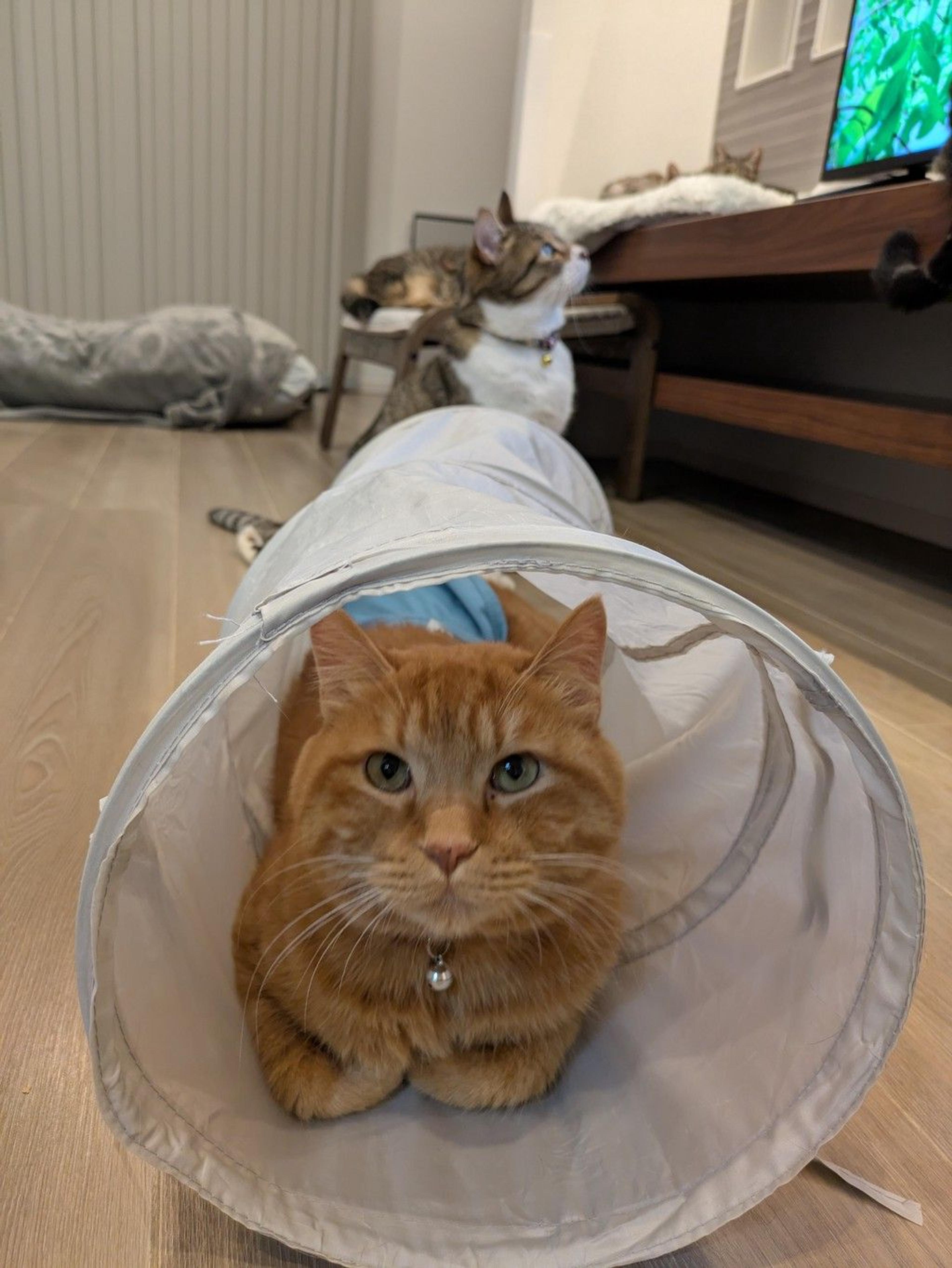 pet-image-4