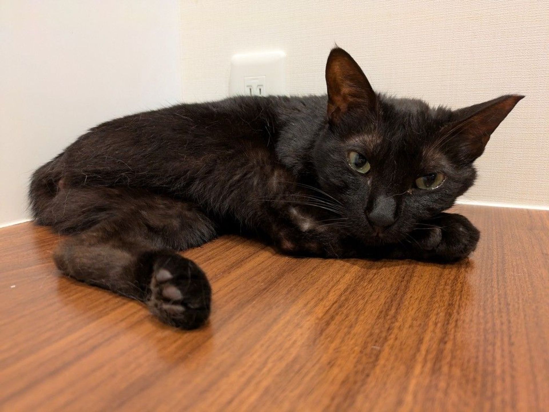 雑種（ミックス猫）・メスの里親募集の写真