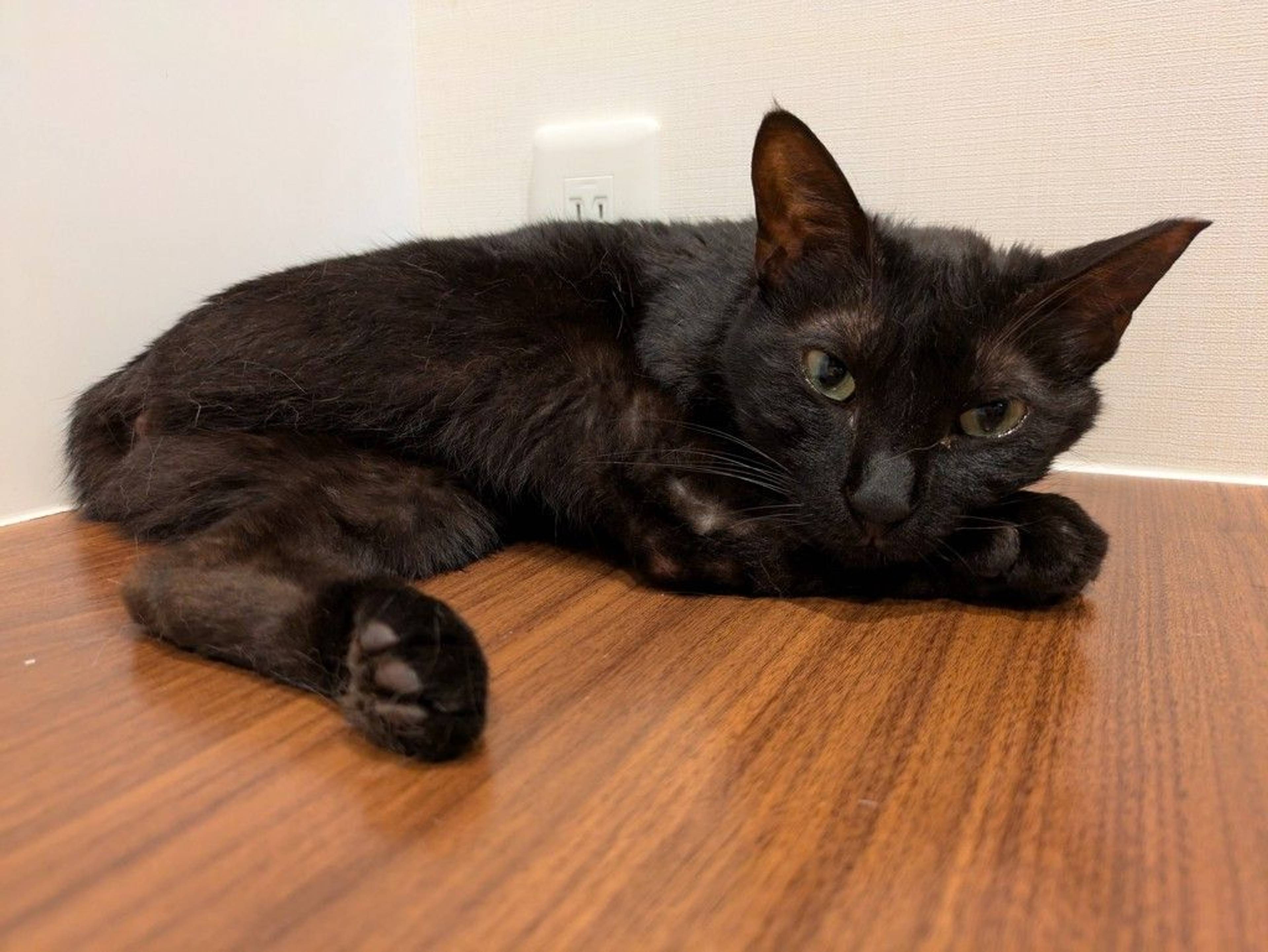雑種（ミックス猫）・メスの里親募集の写真