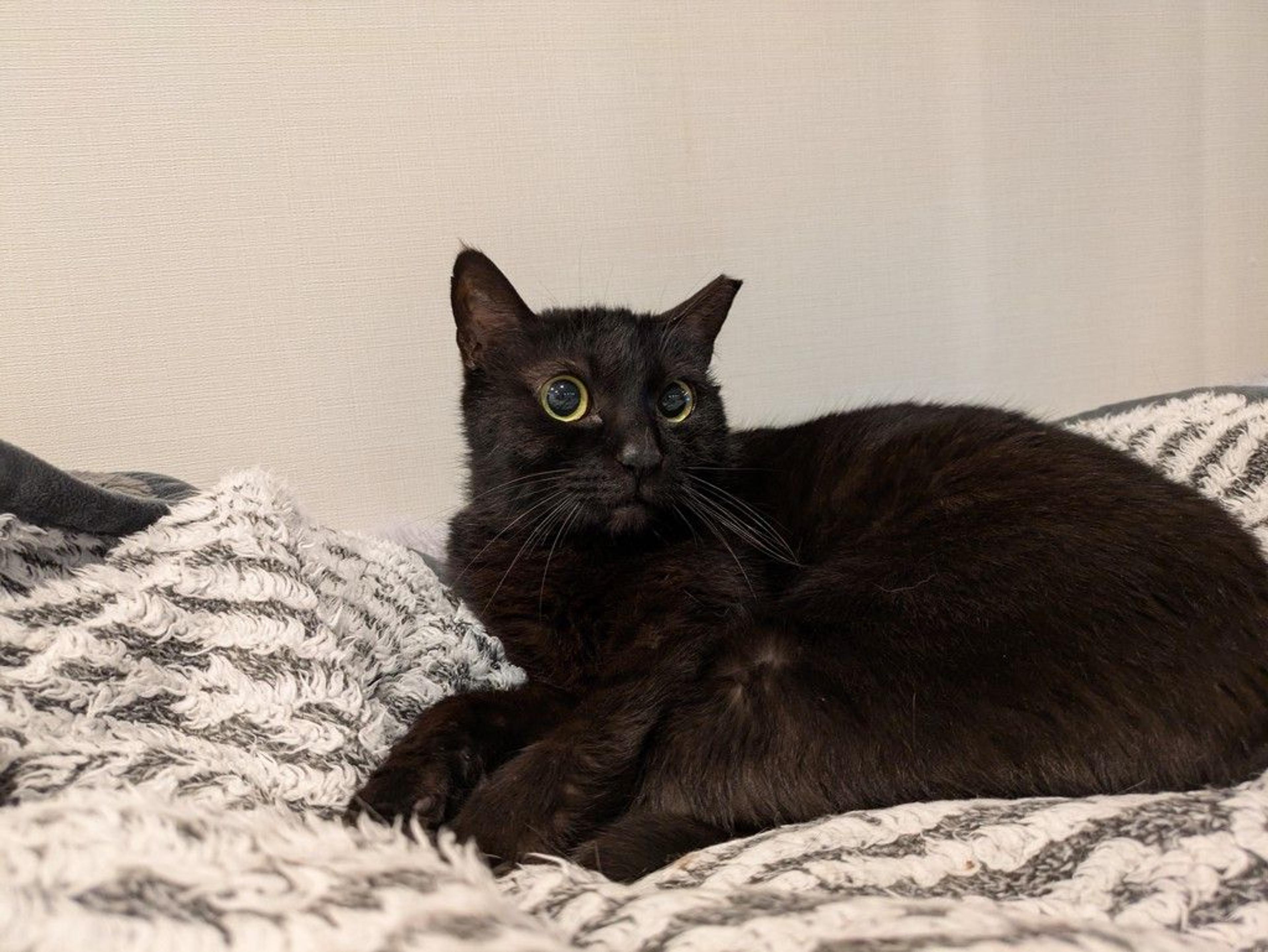 pet-image-3