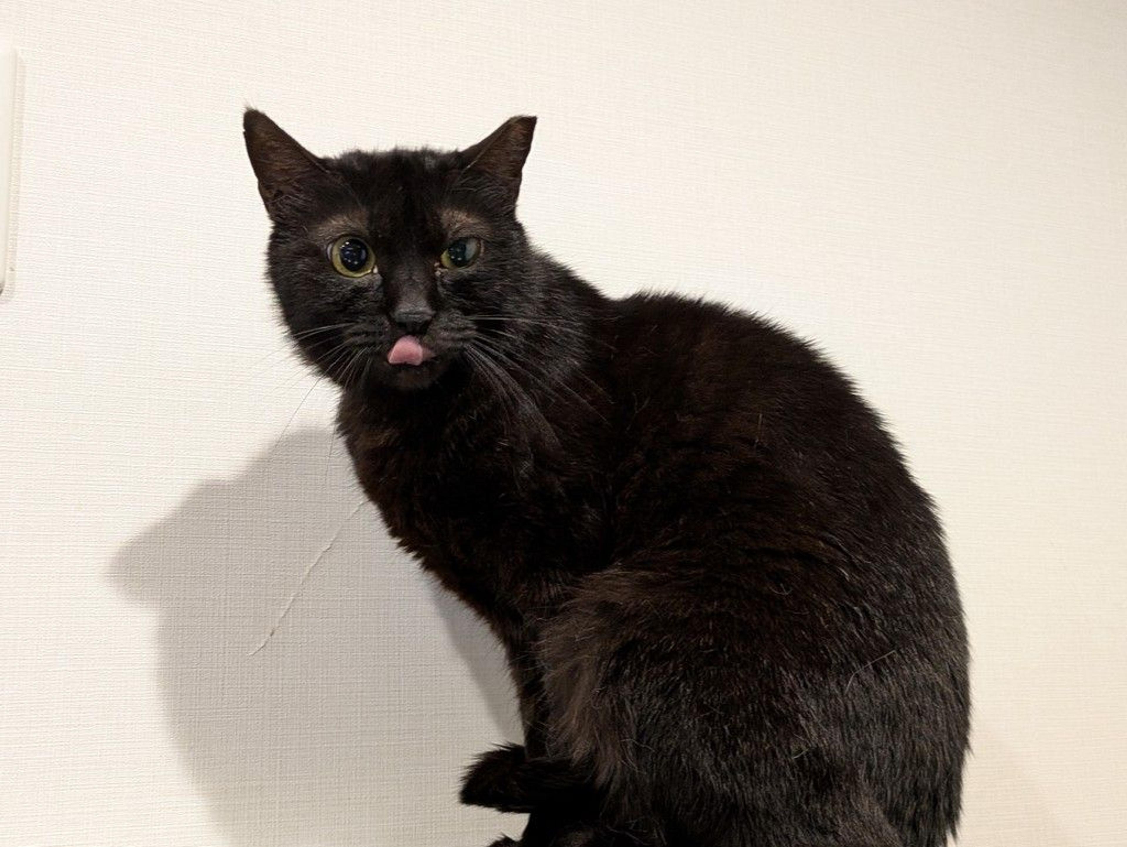 pet-image-4