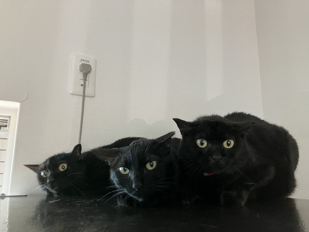 ☆欲張り工房様☆専用！！キジトラ猫ちゃんと黒猫ちゃん きらりちゃん］のペースで仲良くしてね | 雑種（ミックス猫