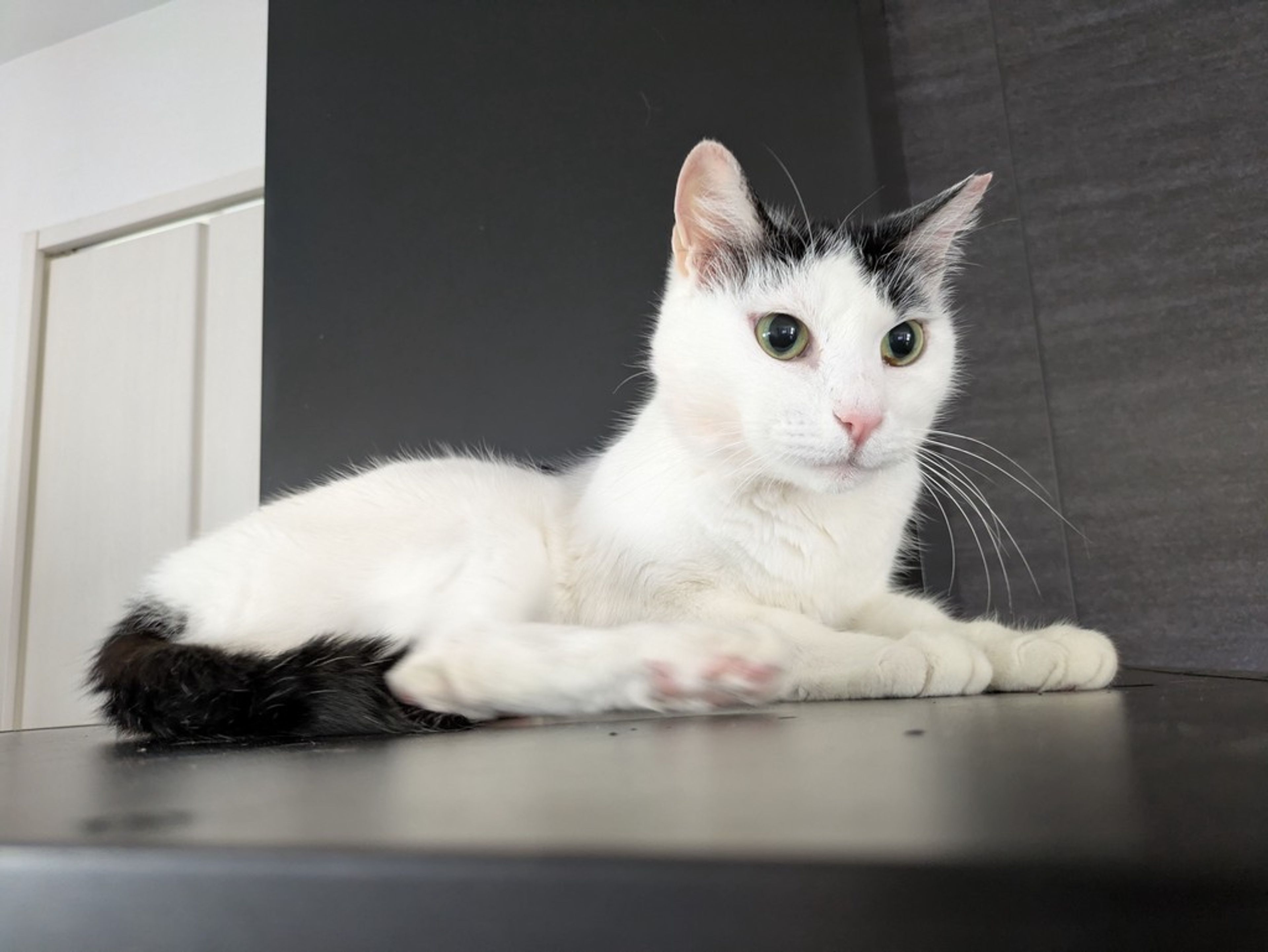 pet-image-4