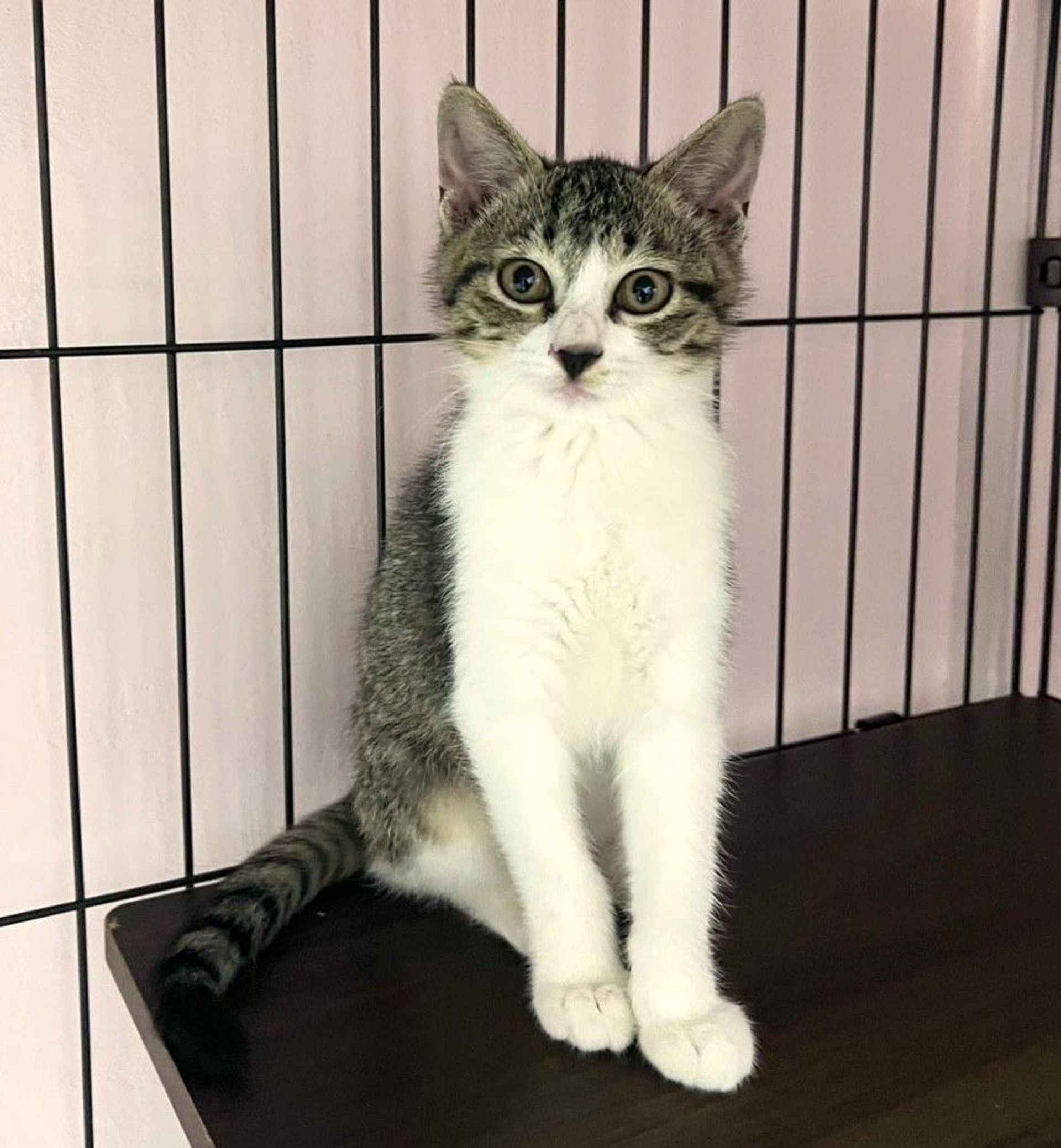 雑種（ミックス猫）・オスの里親募集の写真