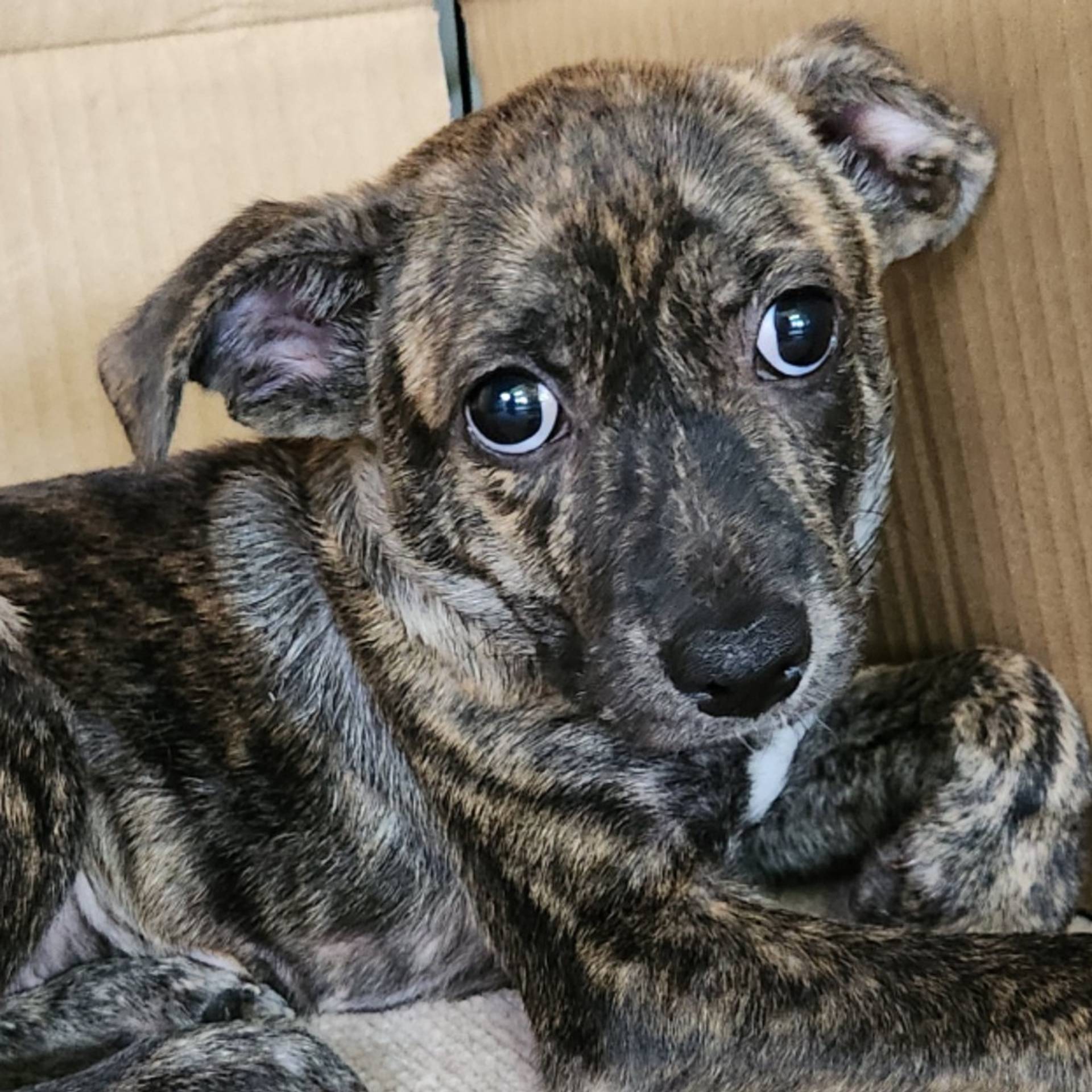 甲斐犬・オスの里親募集の写真