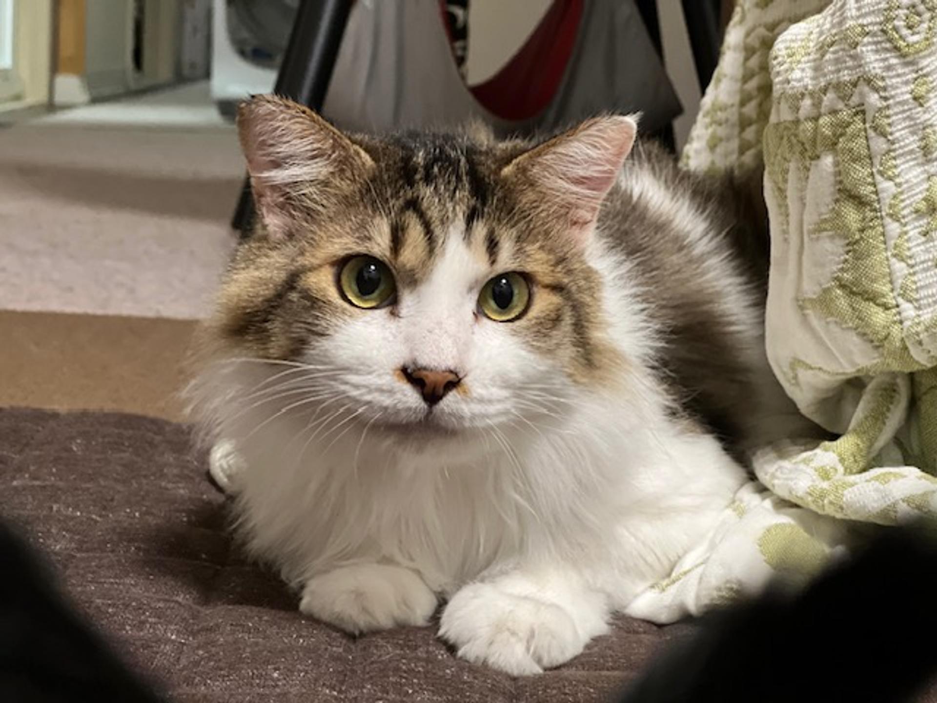 pet-image-2