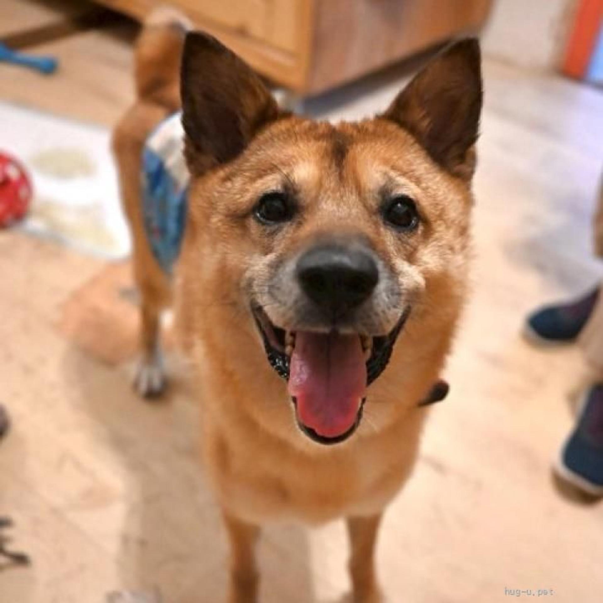 pet-image-2