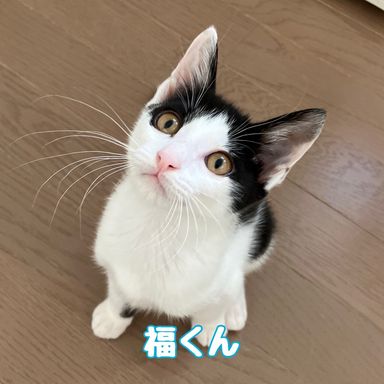 福