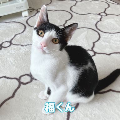 福