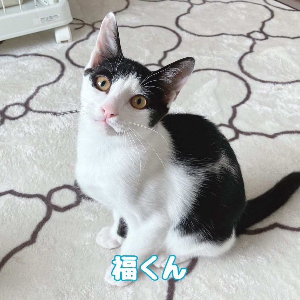 ハチワレ × 猫の里親募集情報｜OMUSUBI by ペトコト｜保護犬