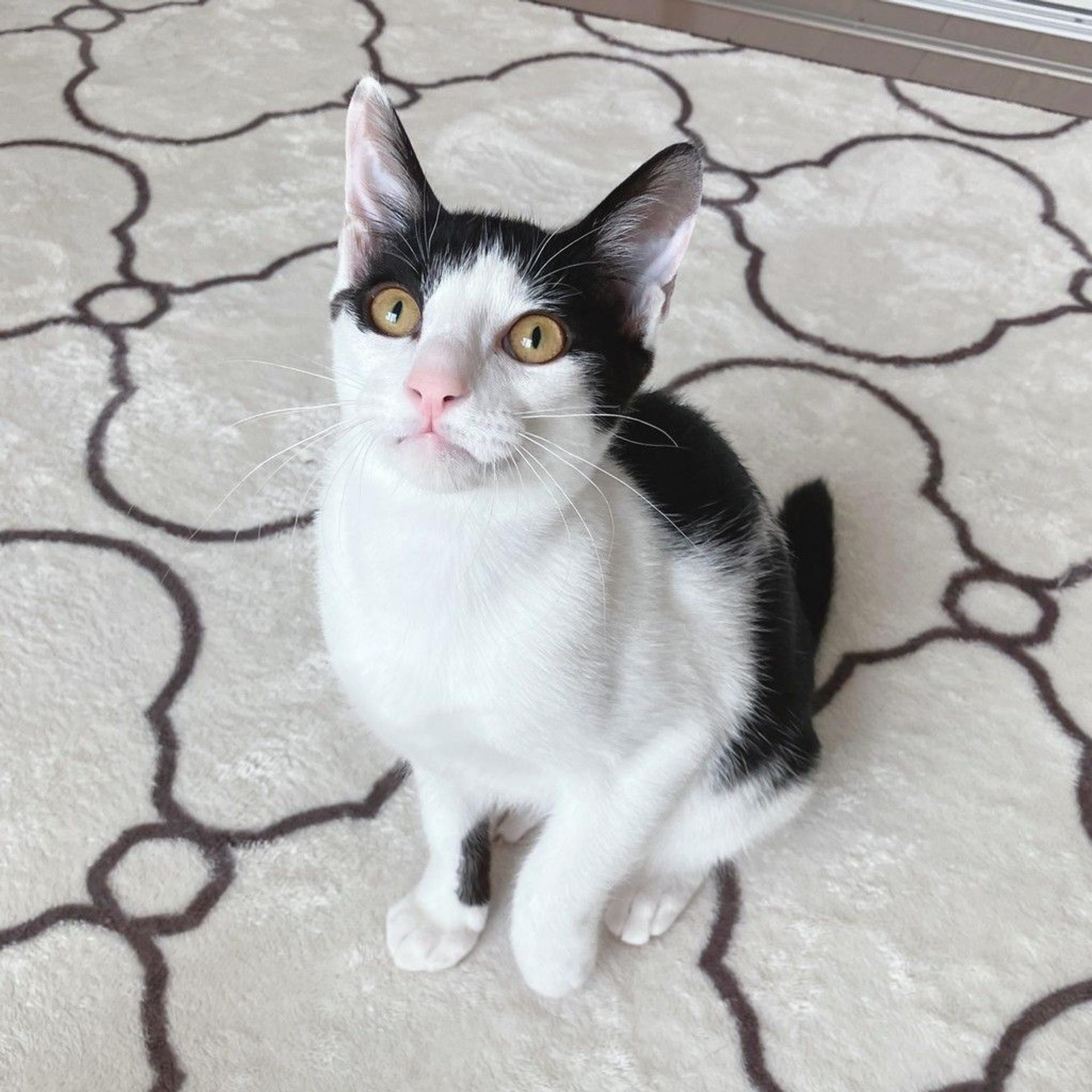 pet-image-2