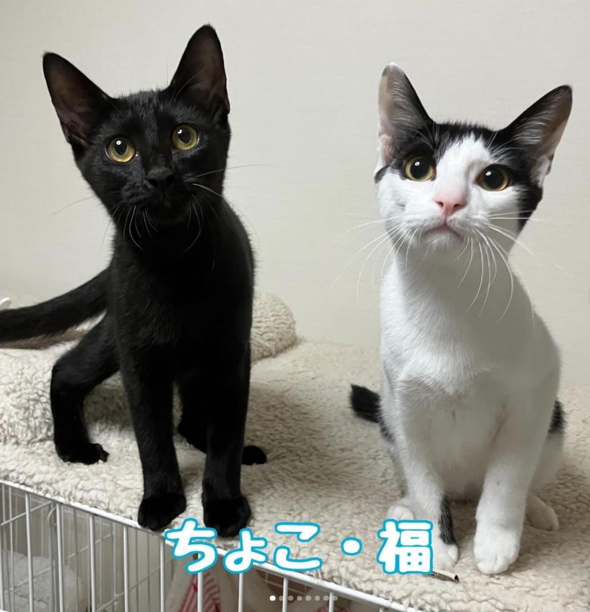 pet-image-4