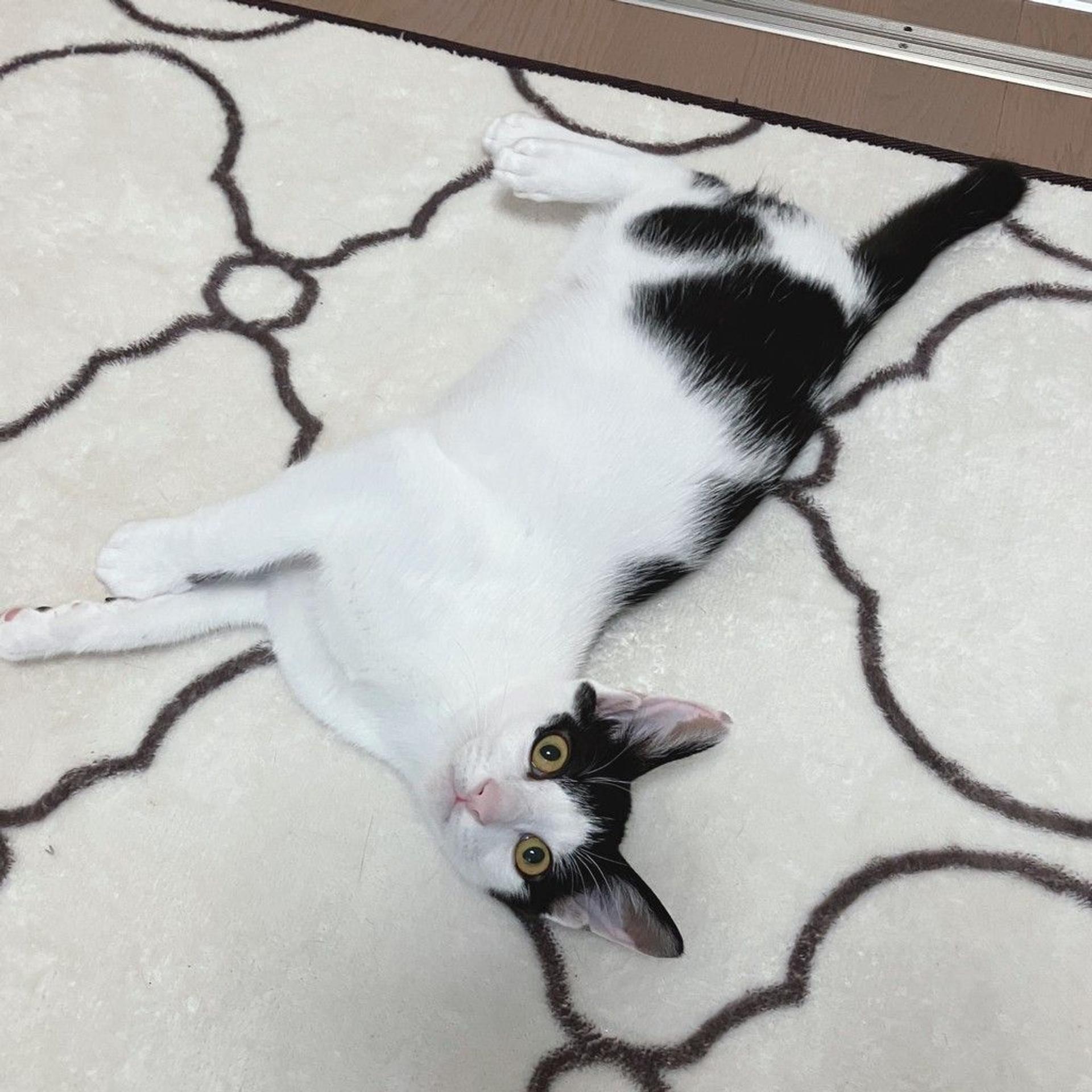 pet-image-3