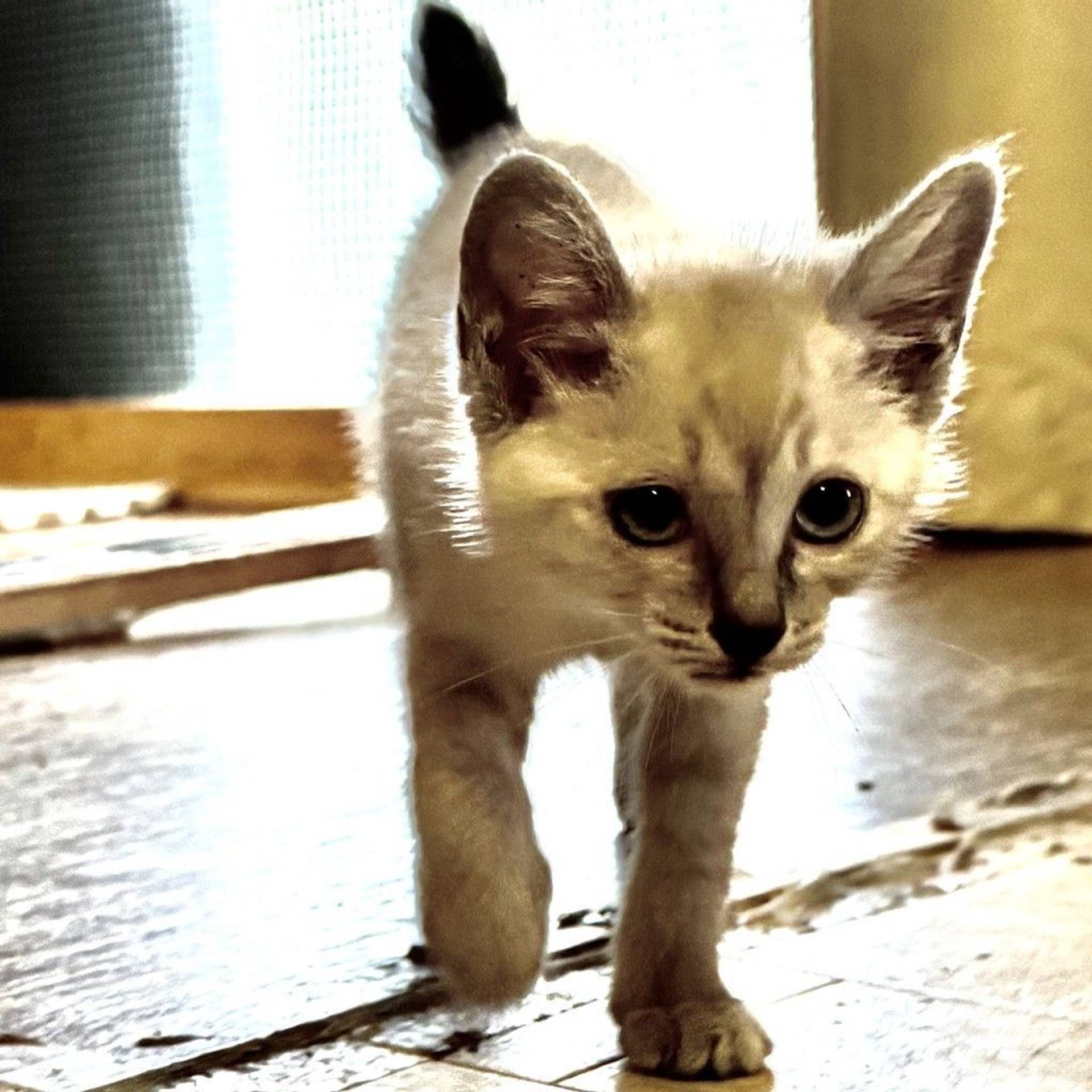 雑種（ミックス猫）・メスの里親募集の写真