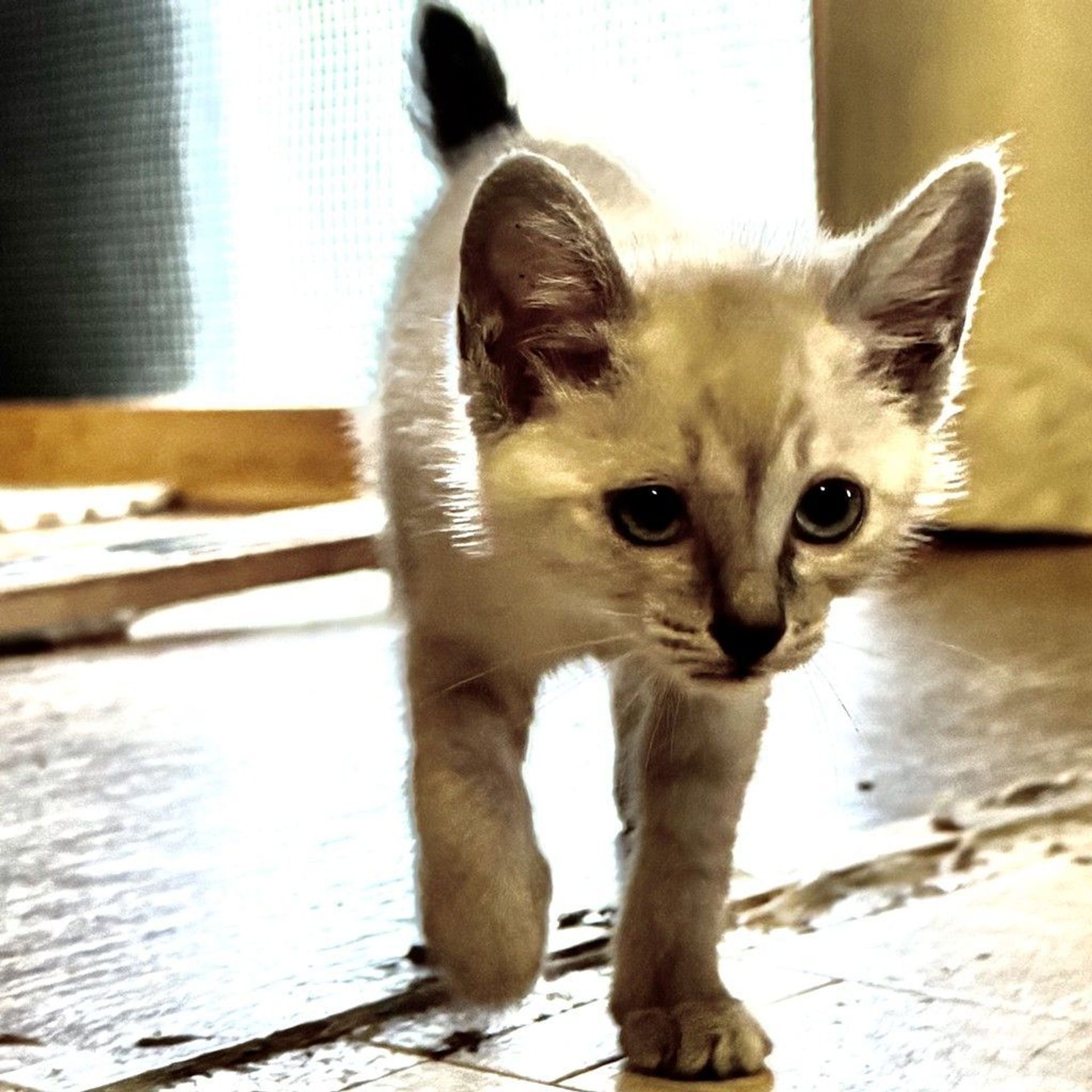 雑種（ミックス猫）・メスの里親募集の写真