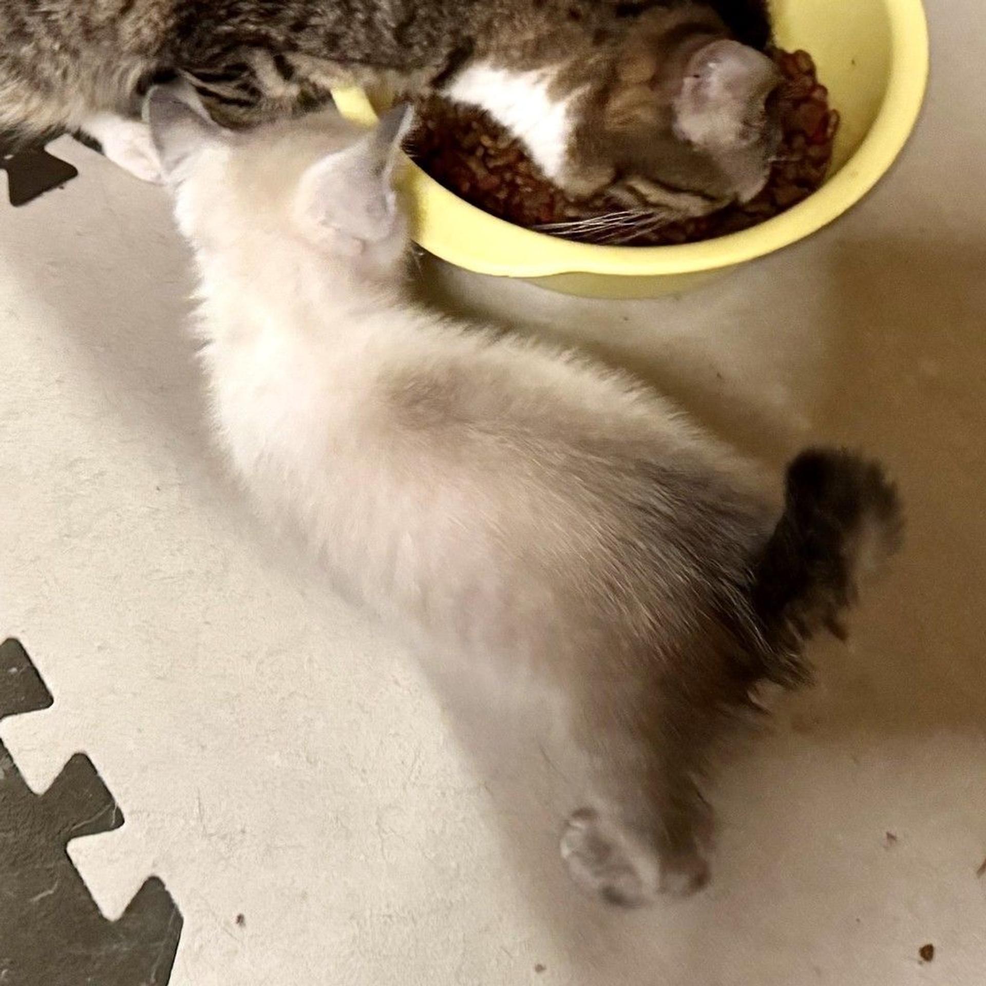 pet-image-3