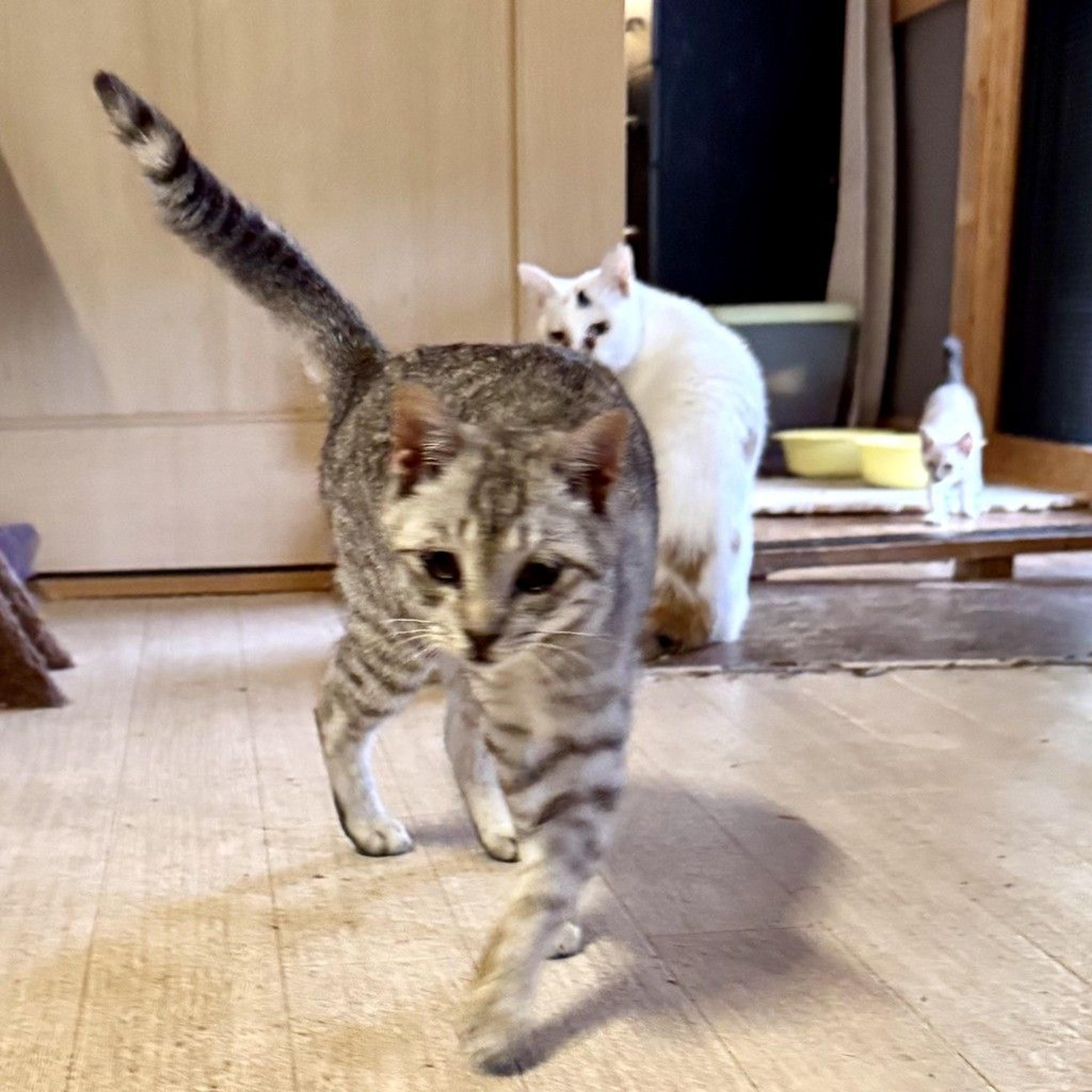 pet-image-3