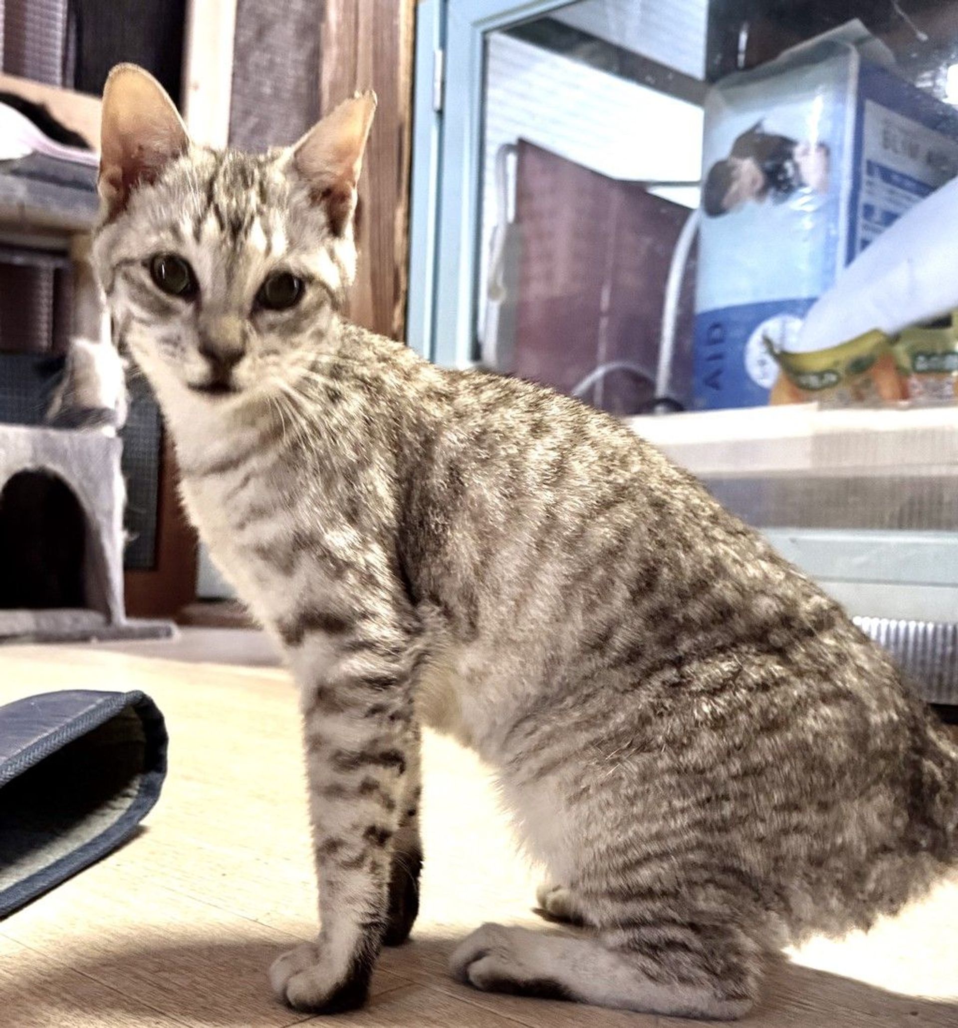 雑種（ミックス猫）・メスの里親募集の写真