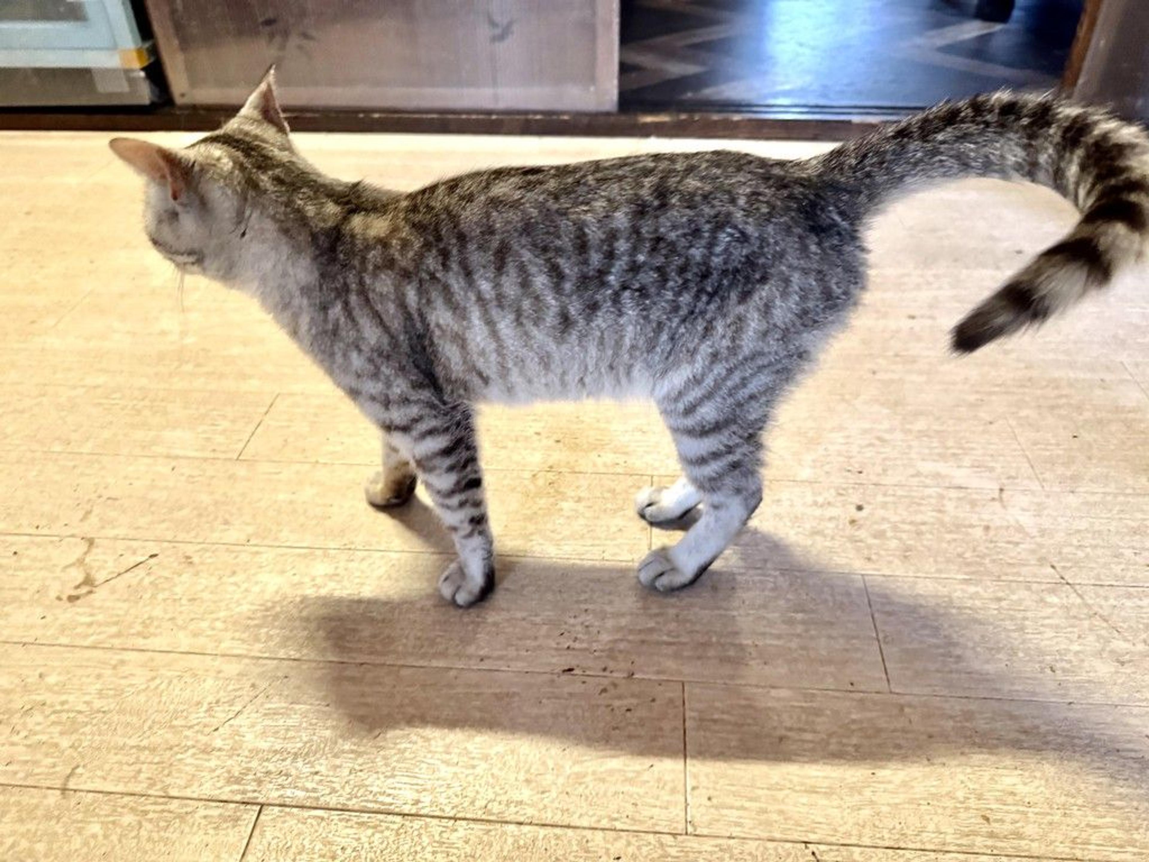 pet-image-2