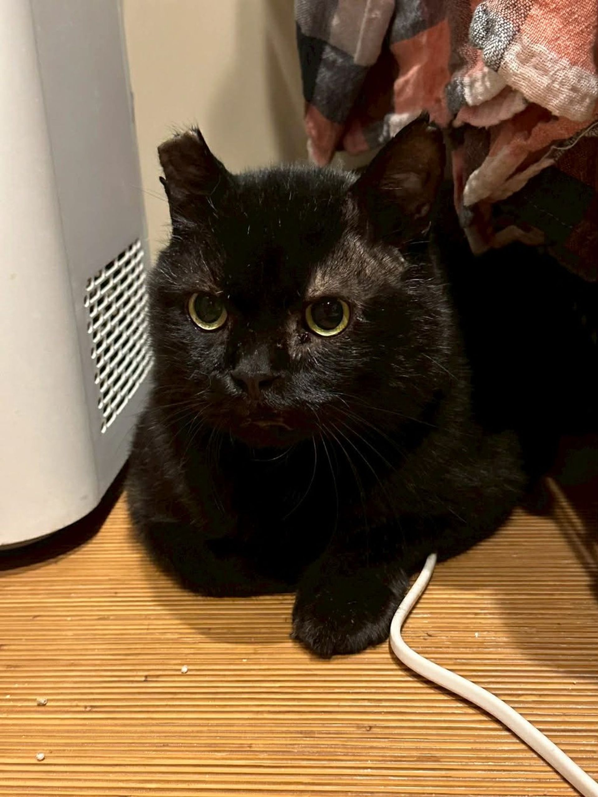 雑種（ミックス猫）・オスの里親募集の写真