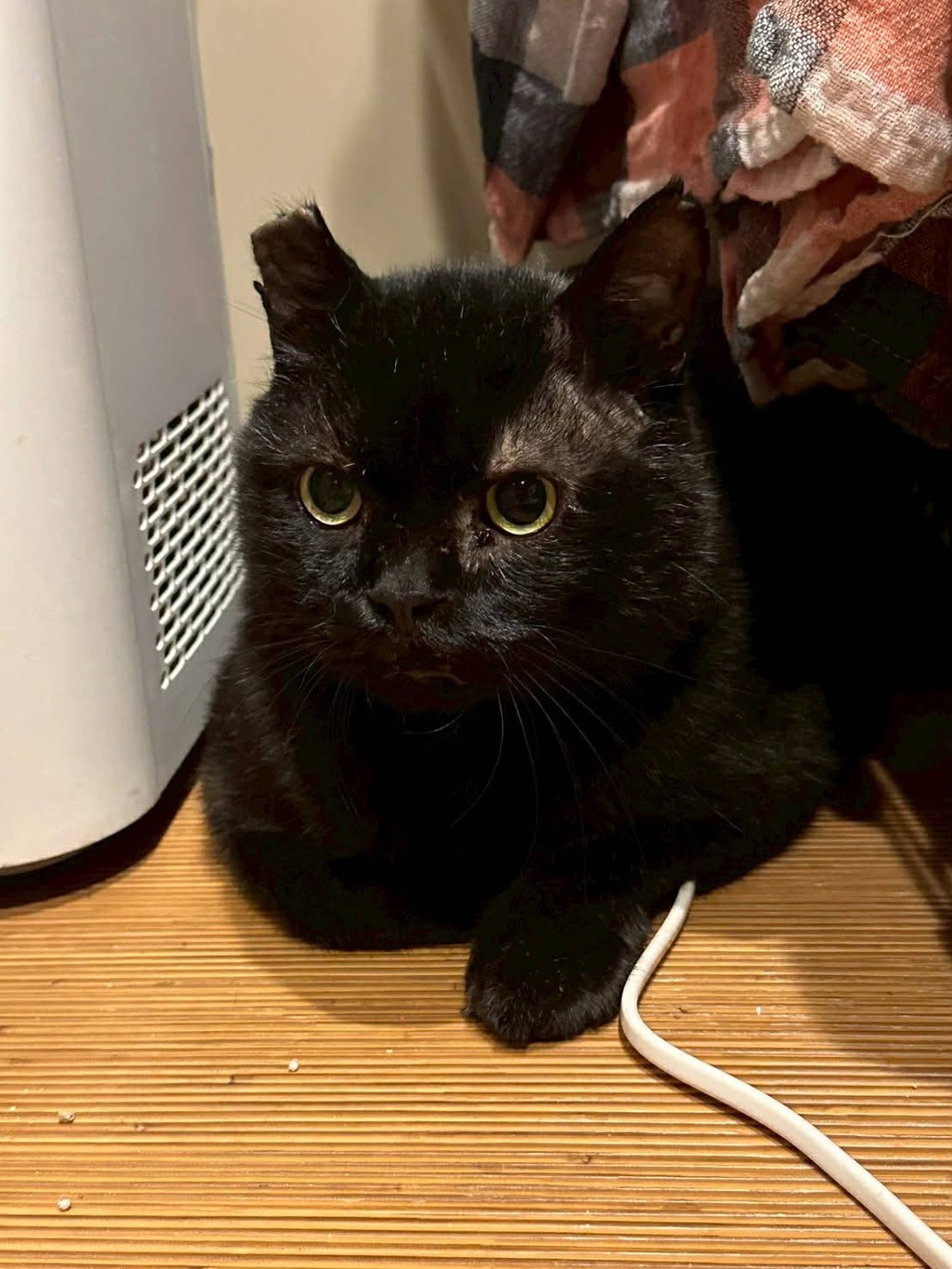 雑種（ミックス猫）・オスの里親募集の写真