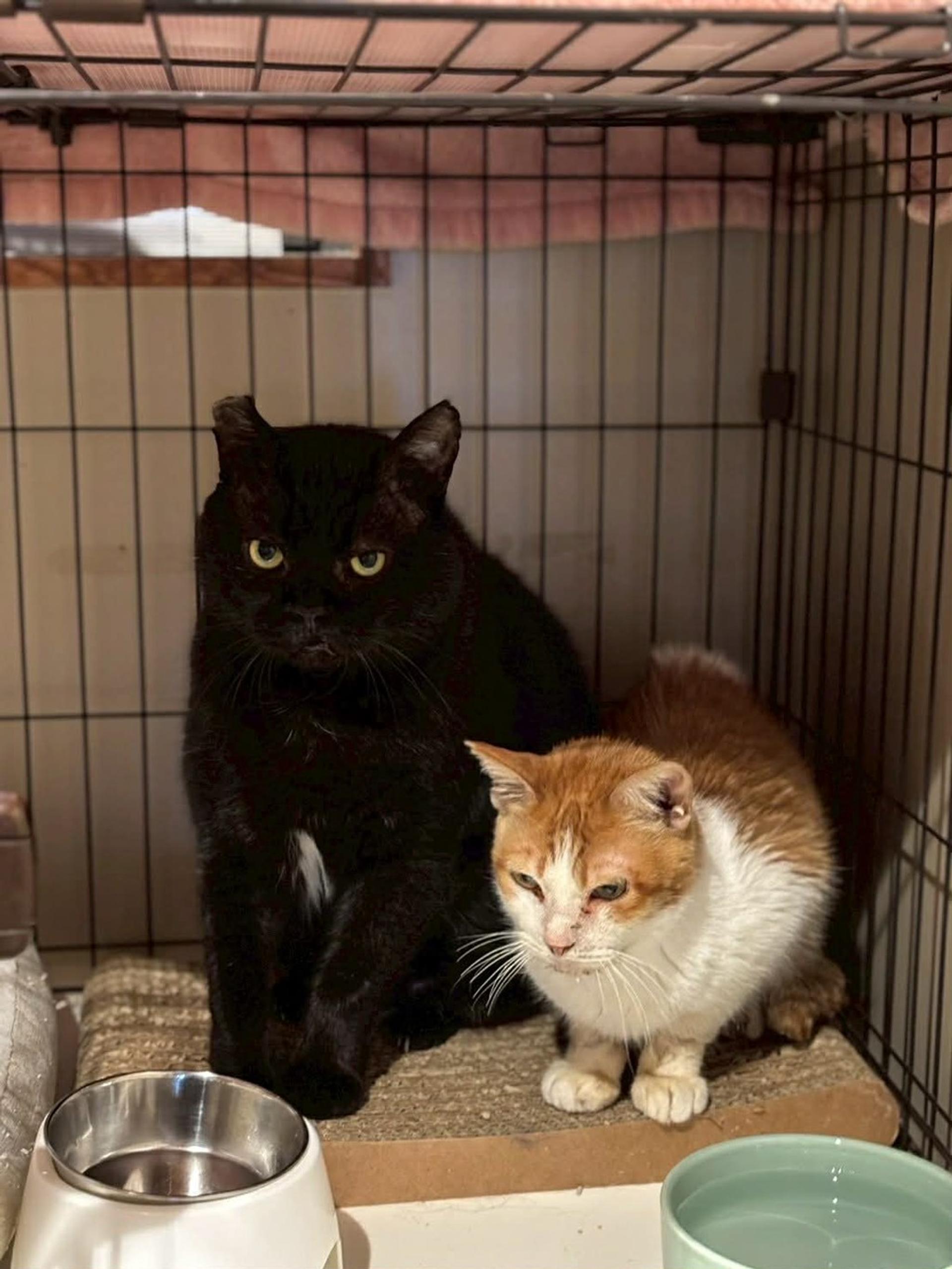 pet-image-4
